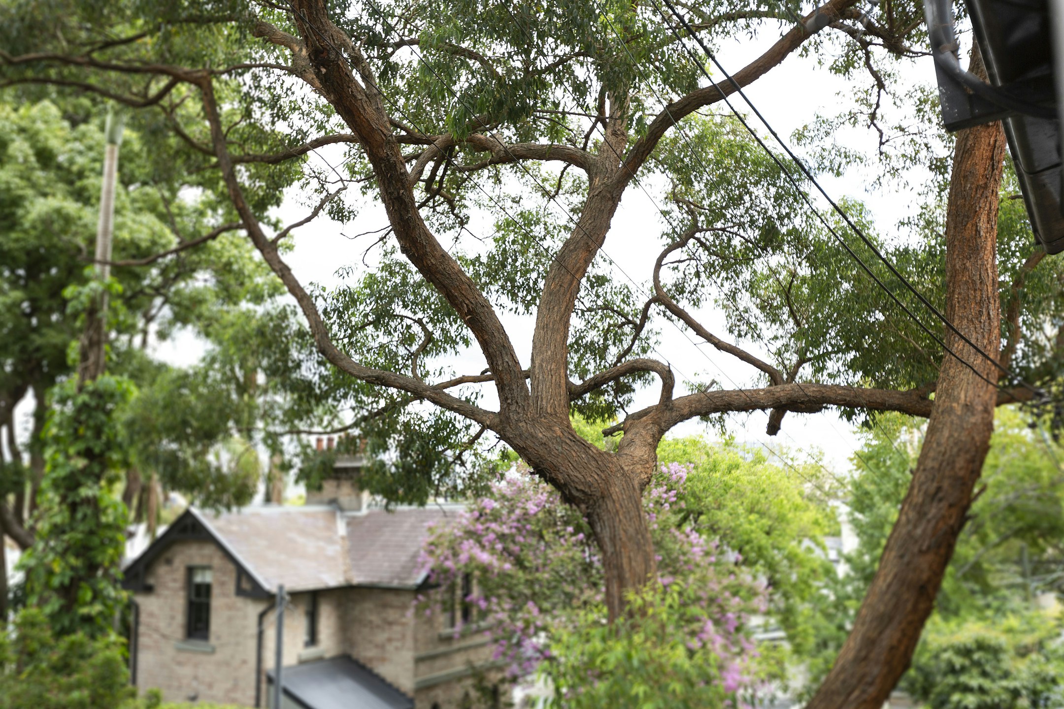 tree