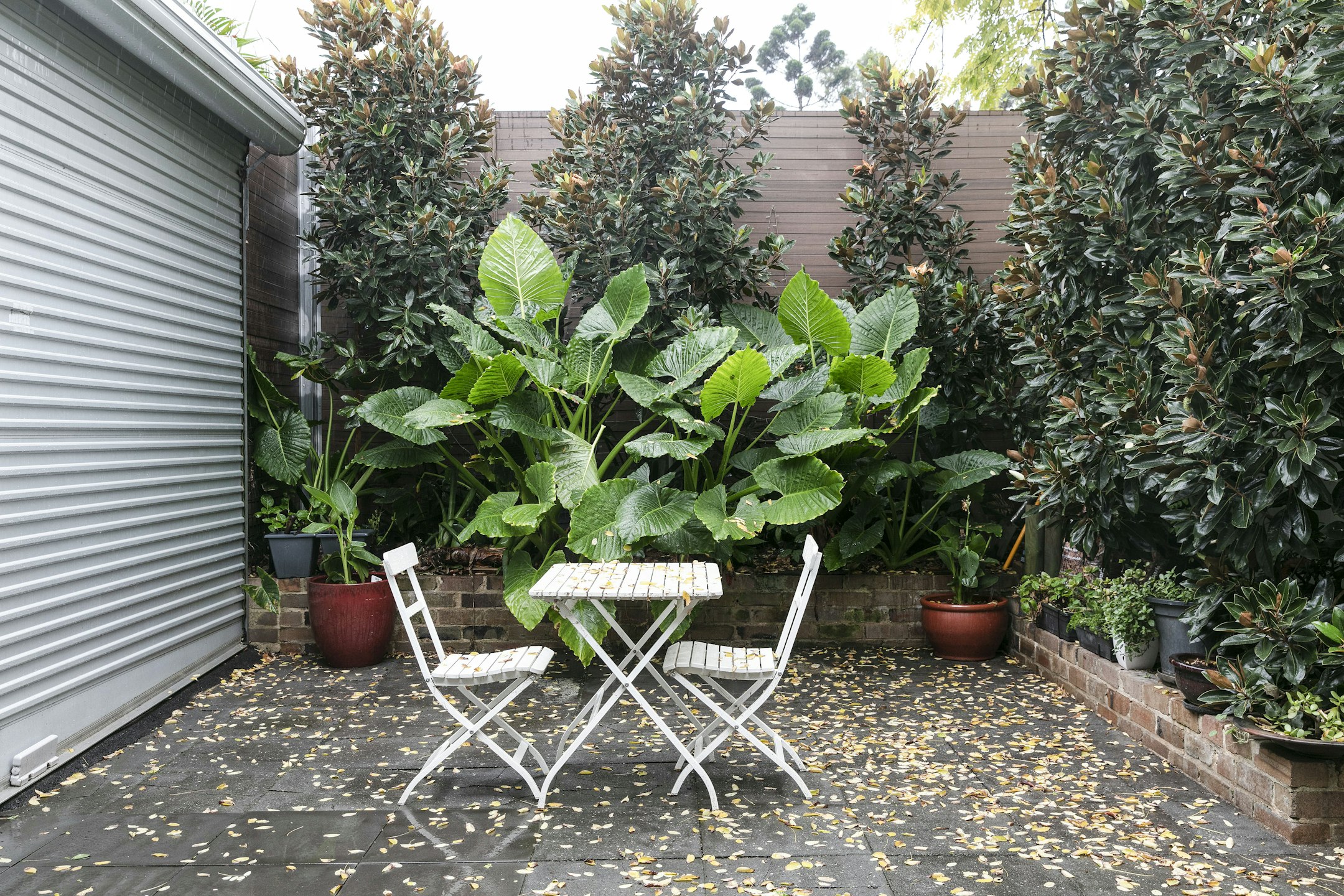 backyard