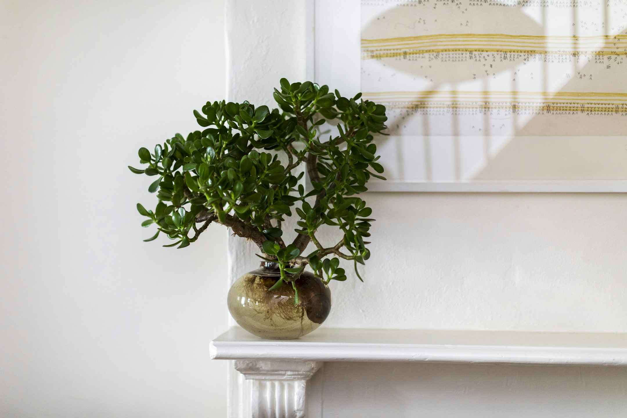 plant