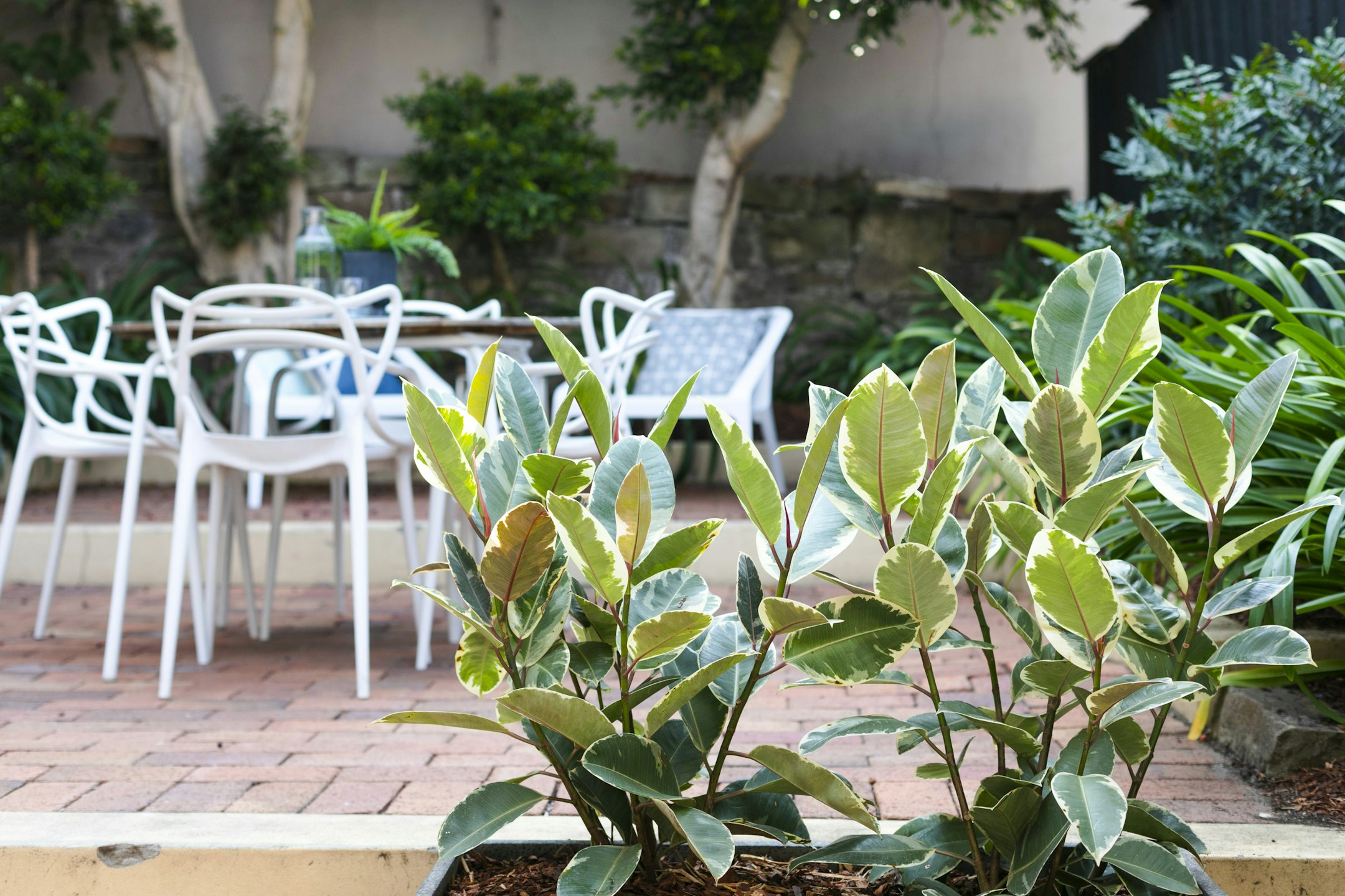 plant