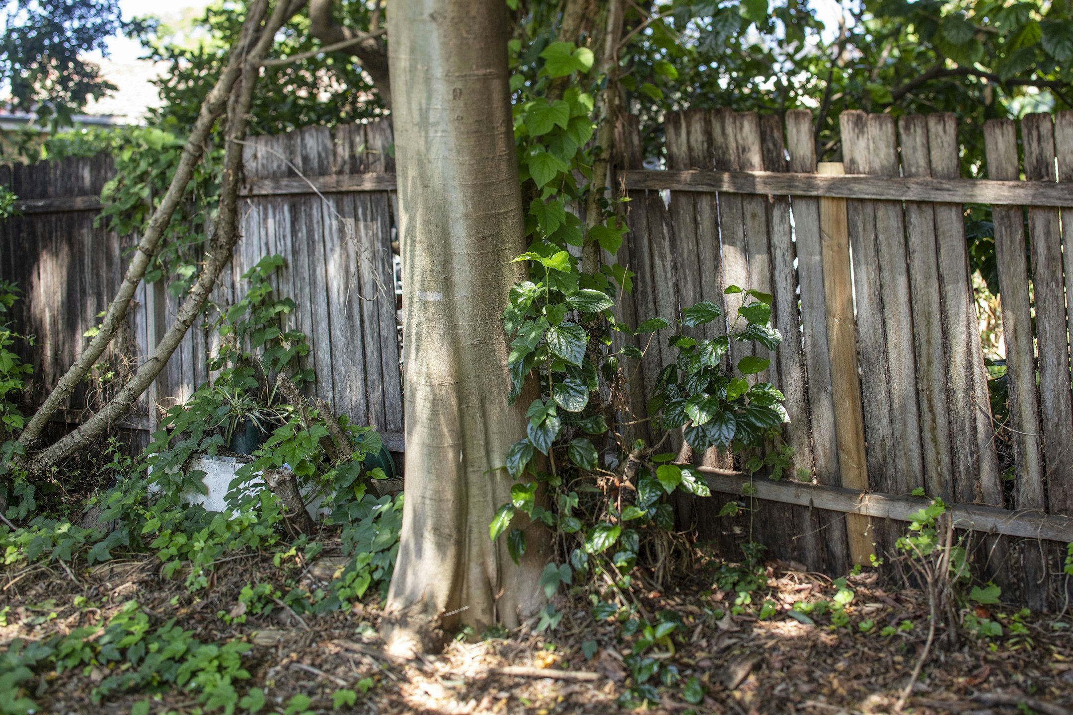 backyard