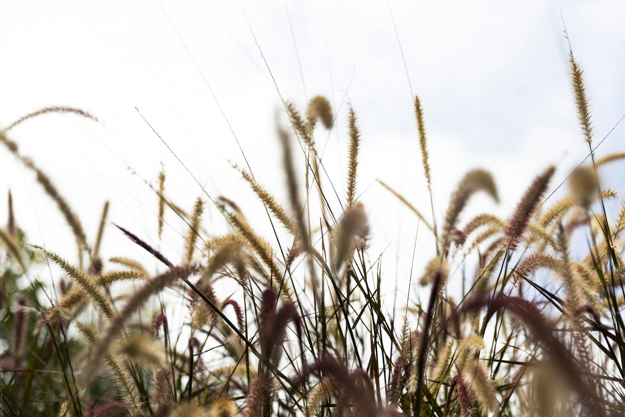 grass