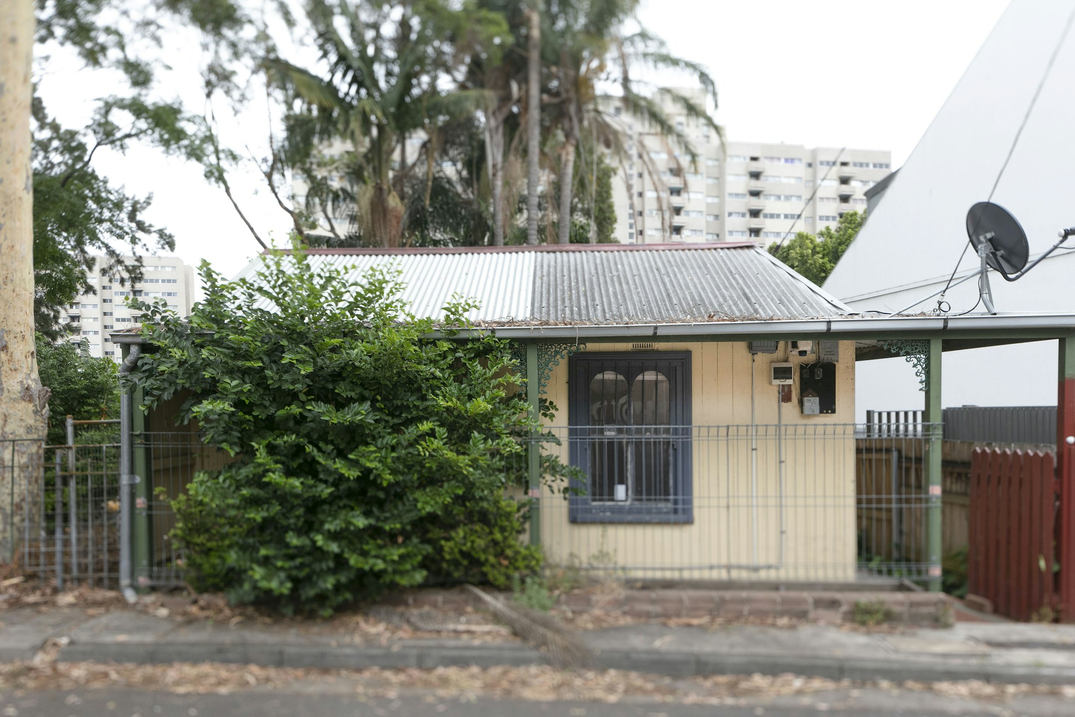 plant