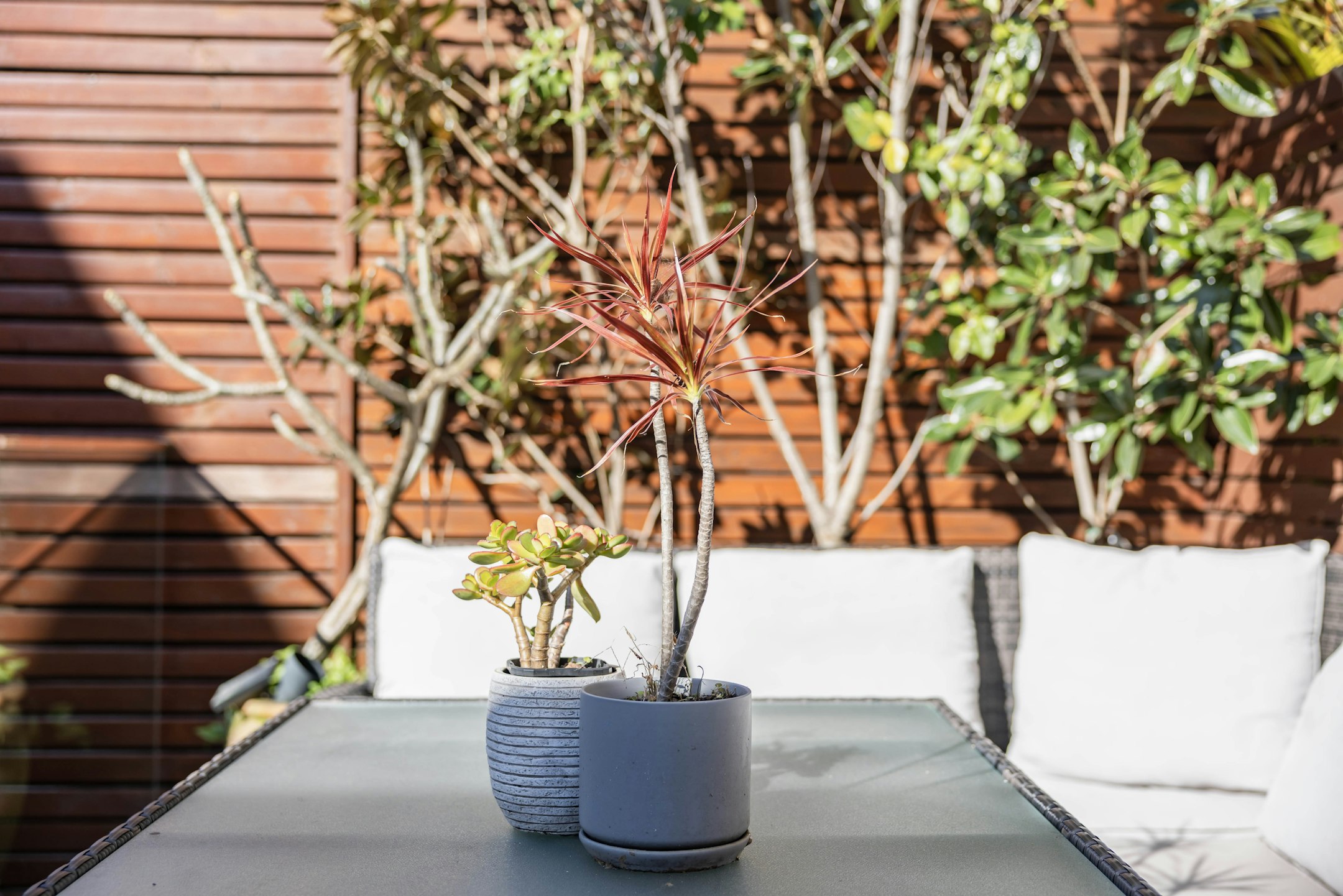 plant