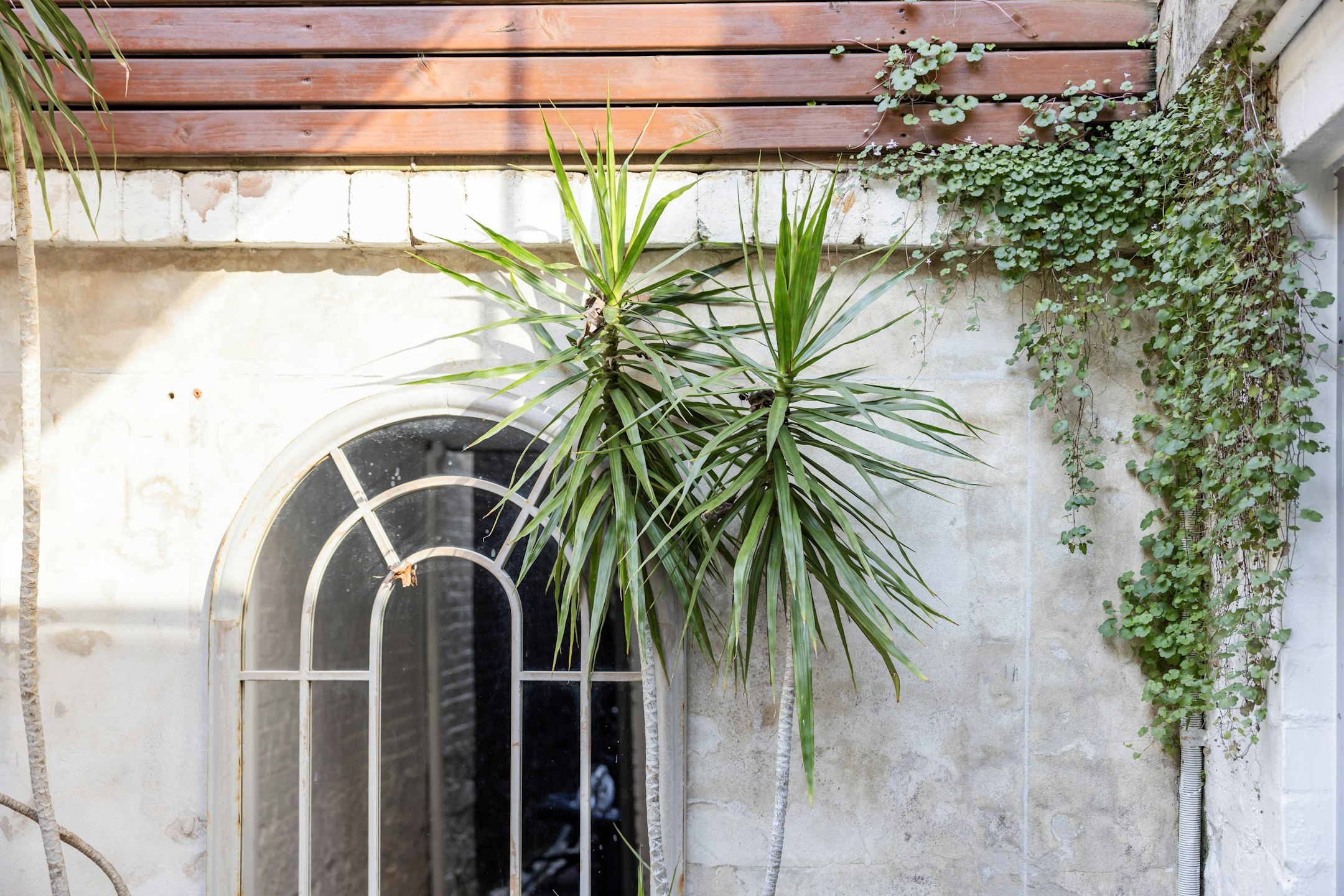 plant
