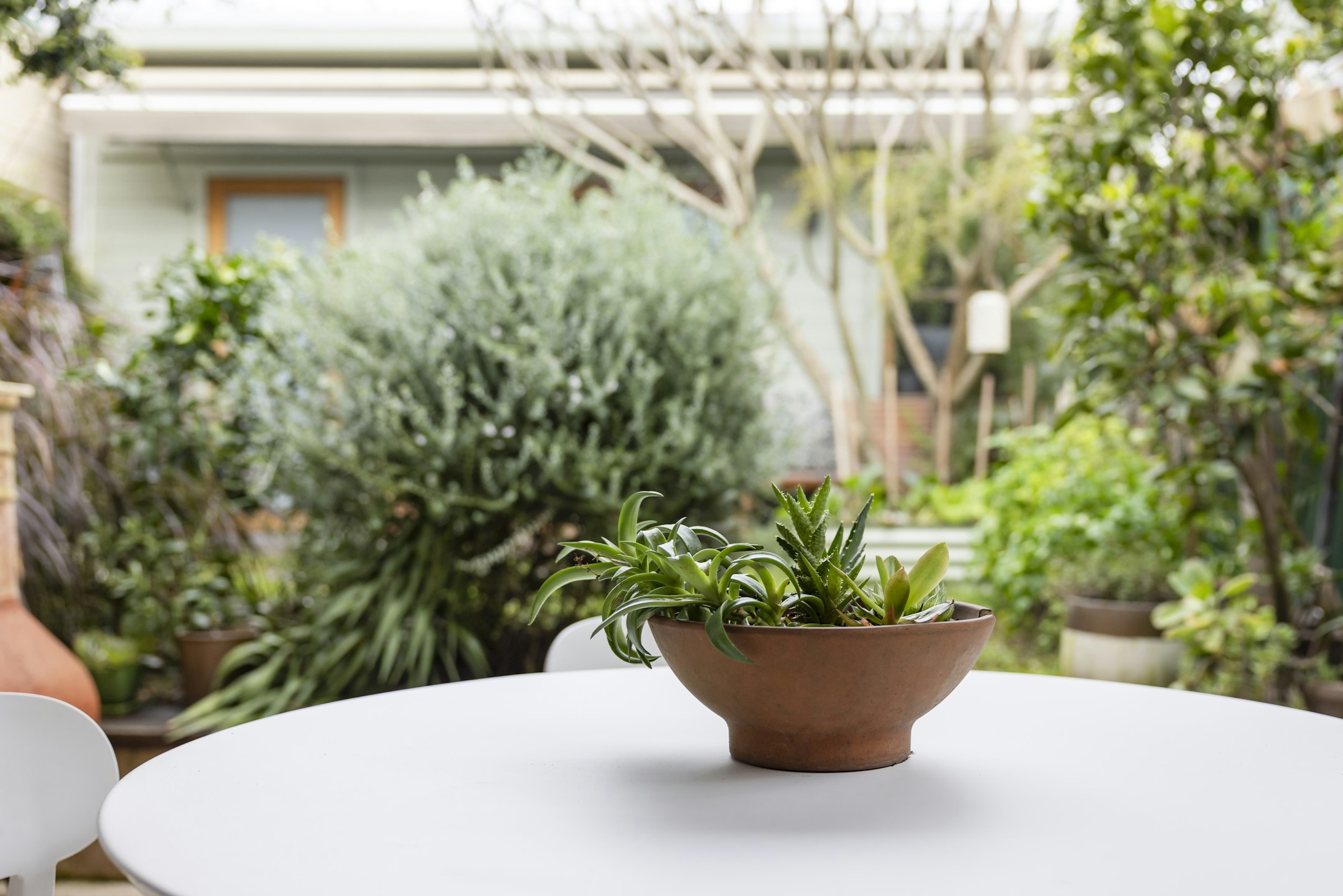 plant