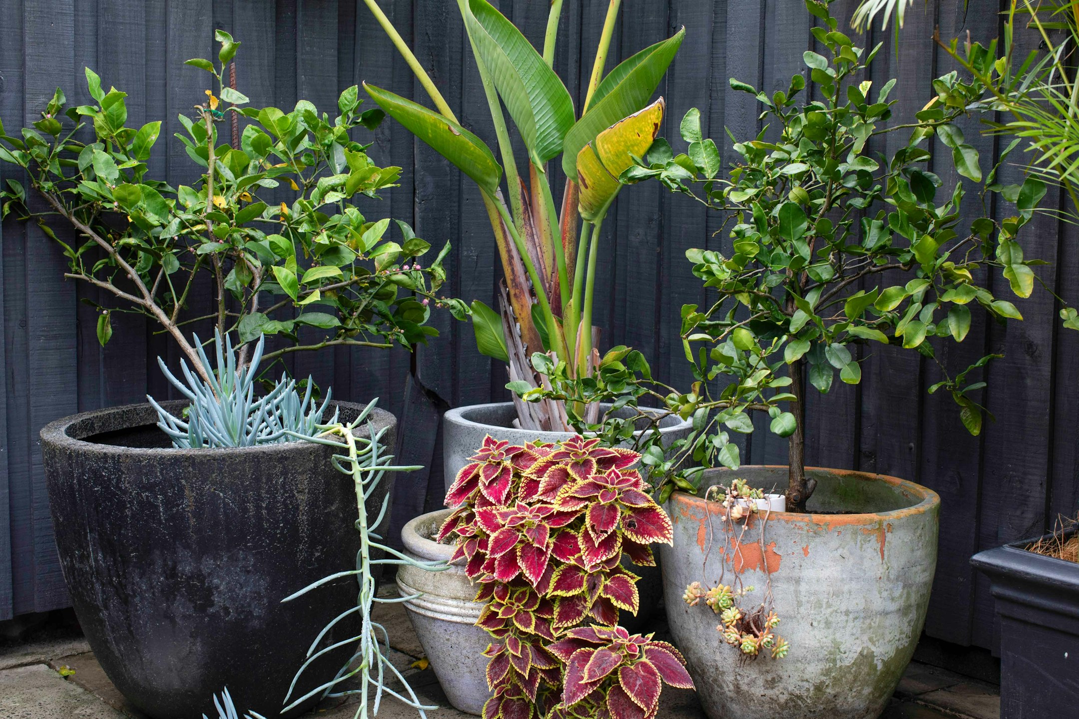 plant