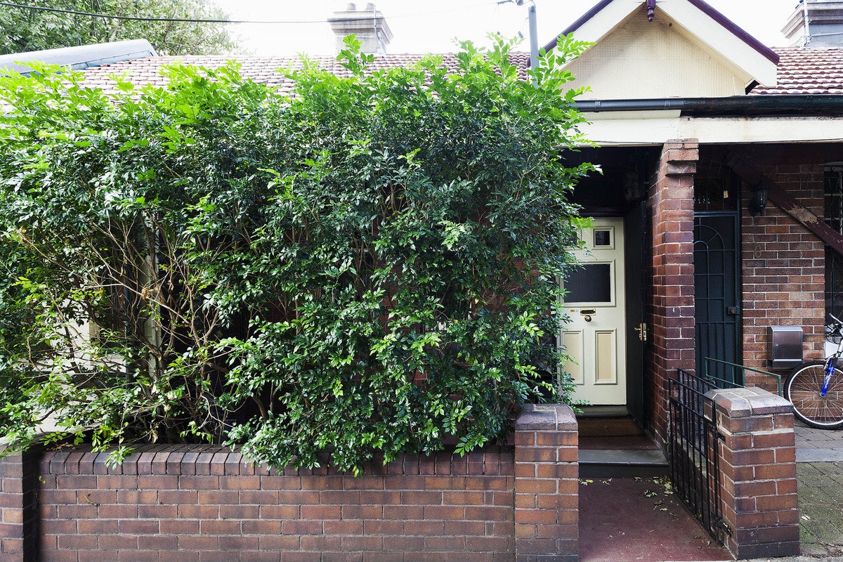 plant