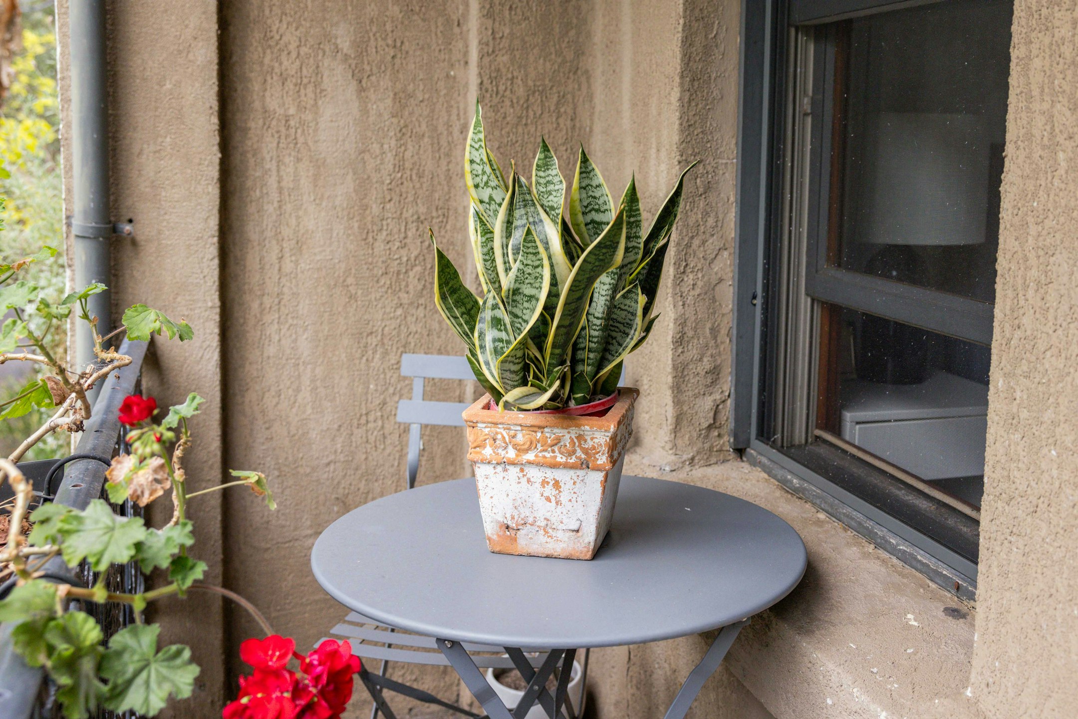 plant