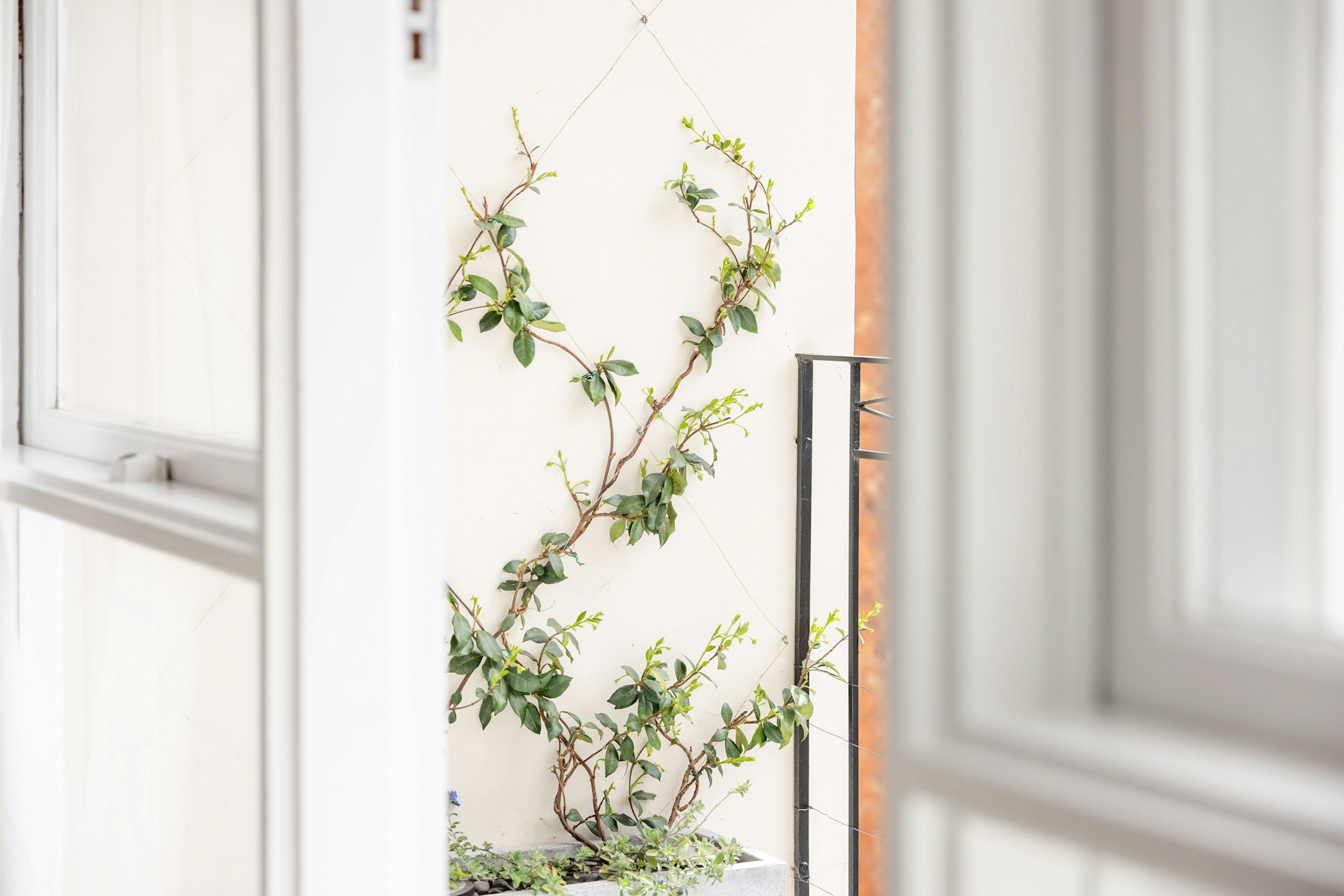 plant