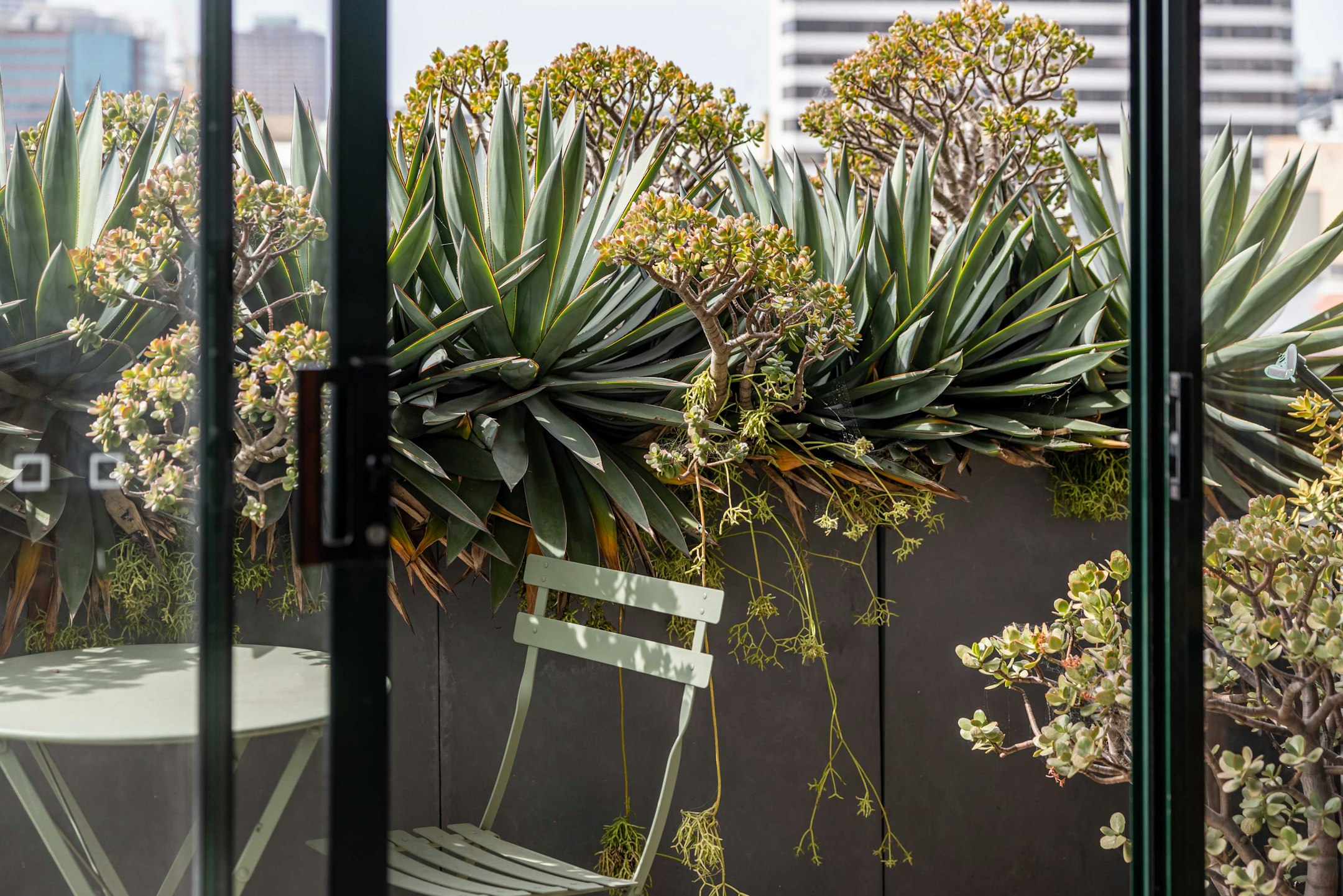 agavaceae