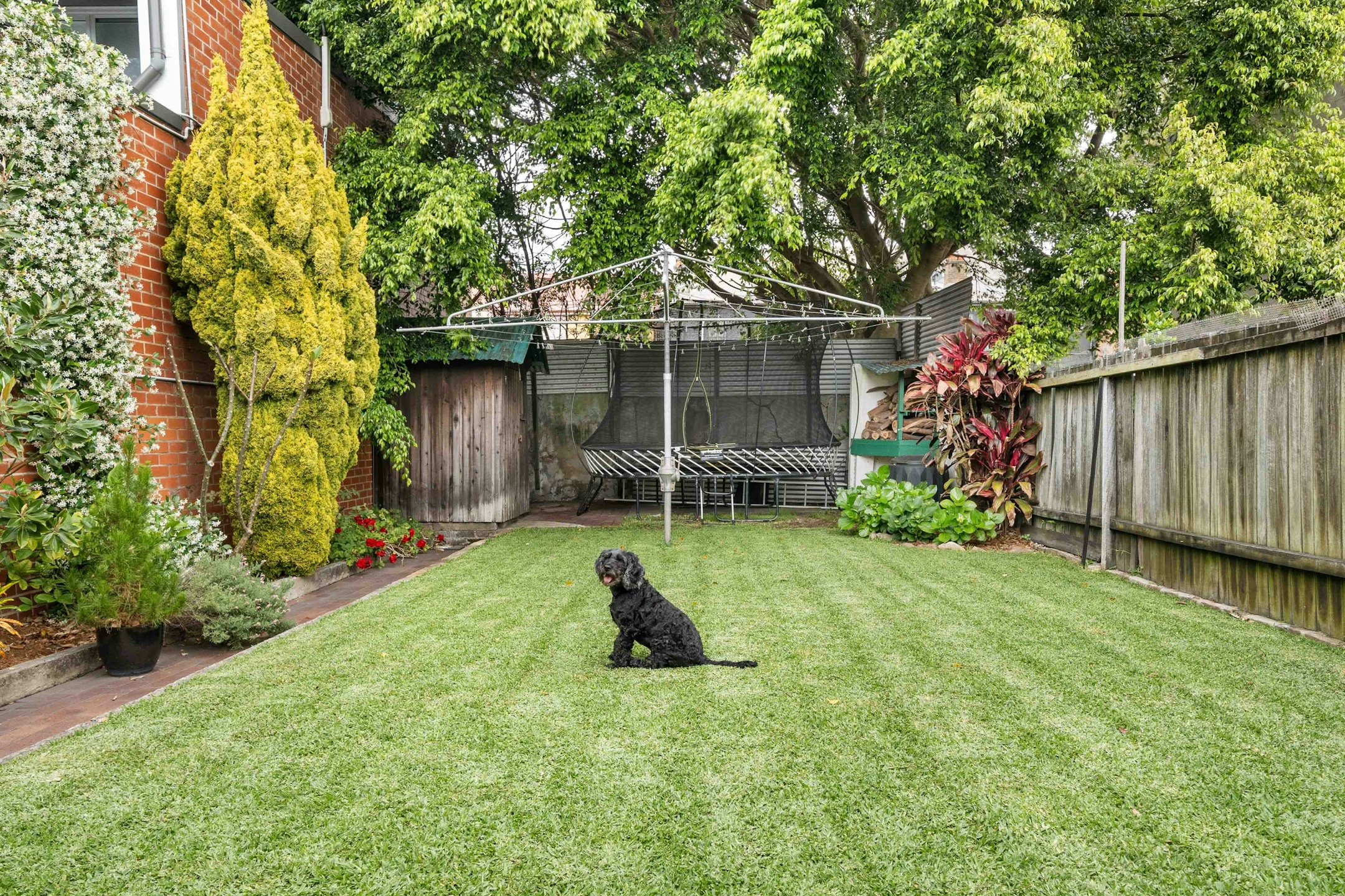 backyard
