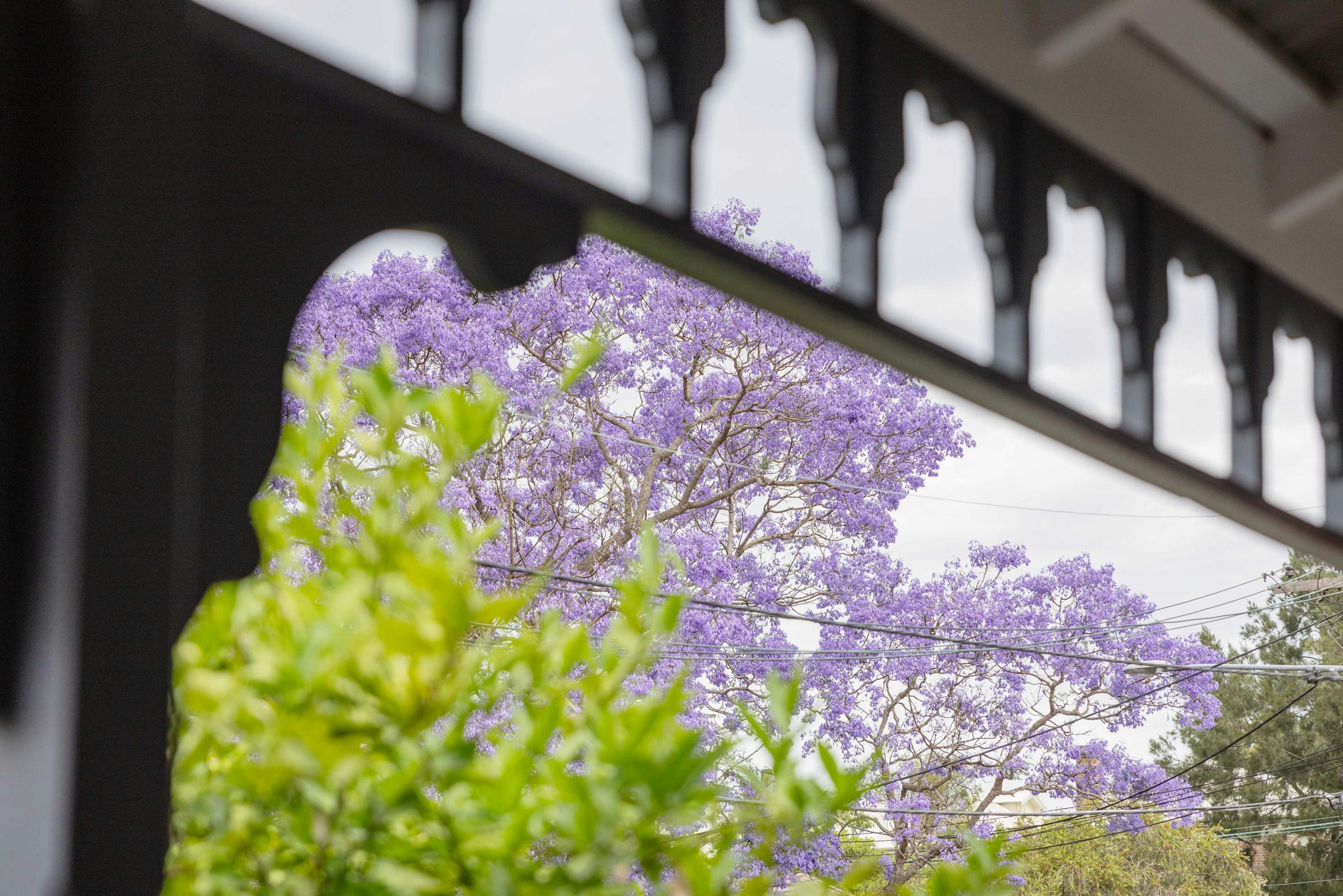 purple