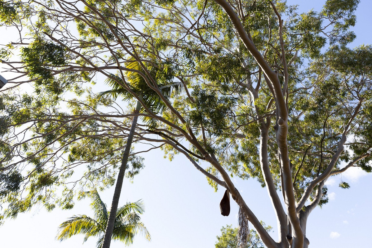 plant