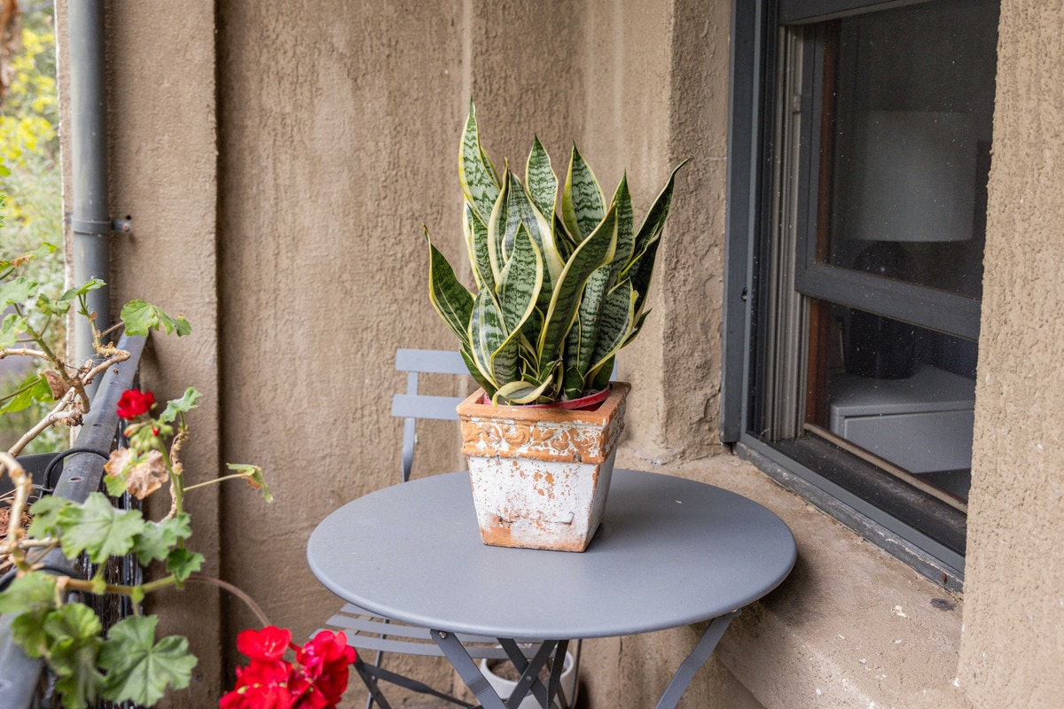 plant