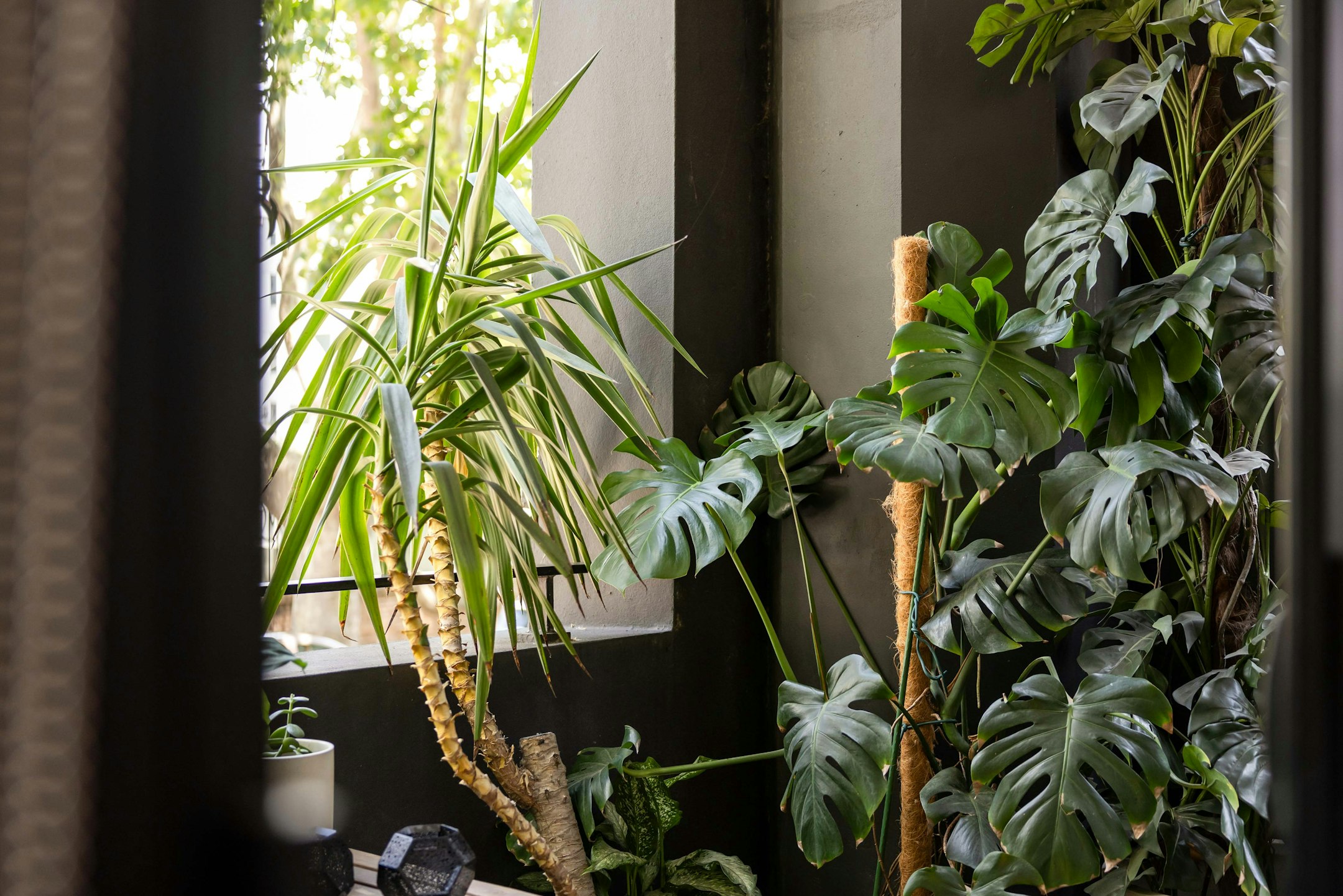 plant