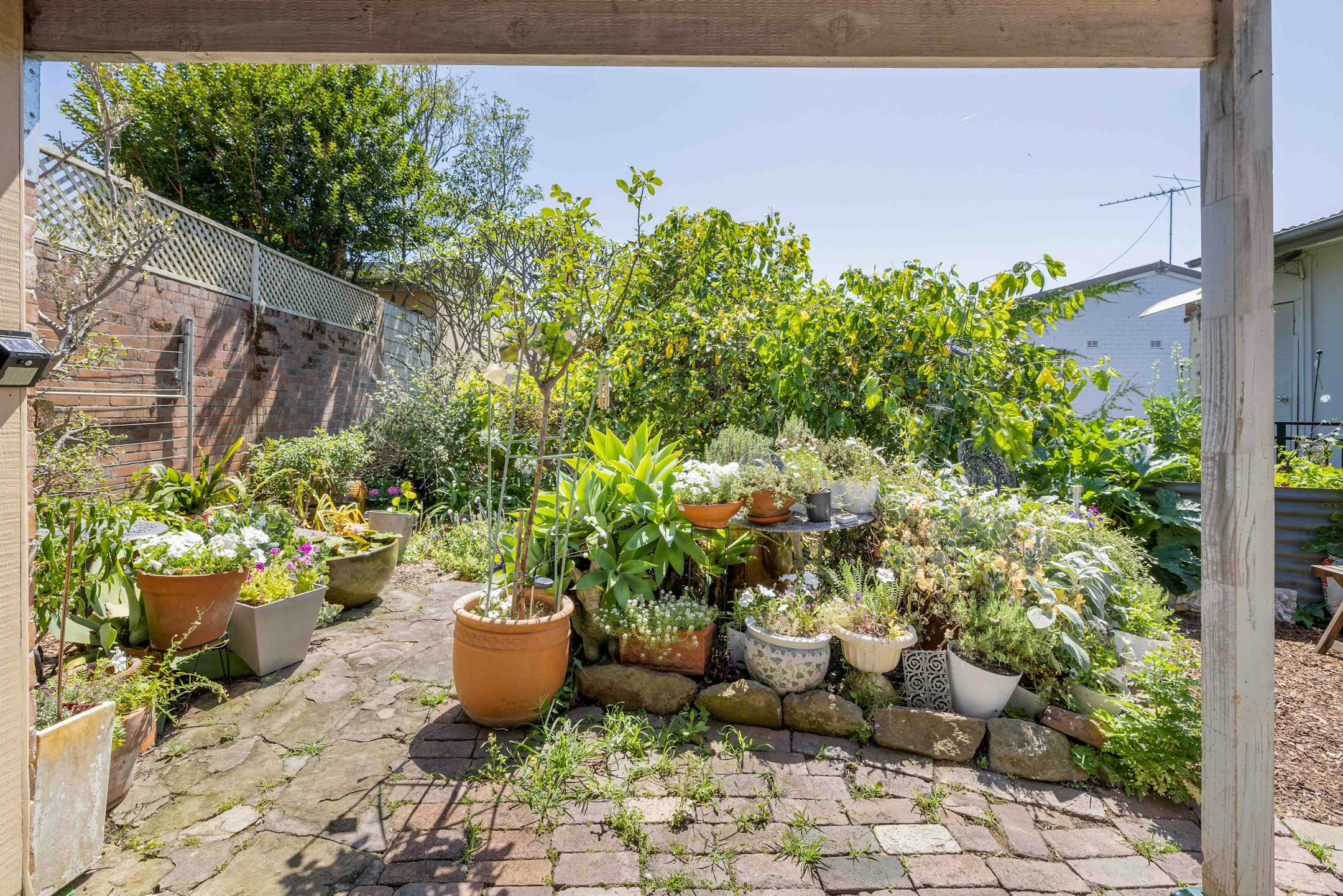 backyard