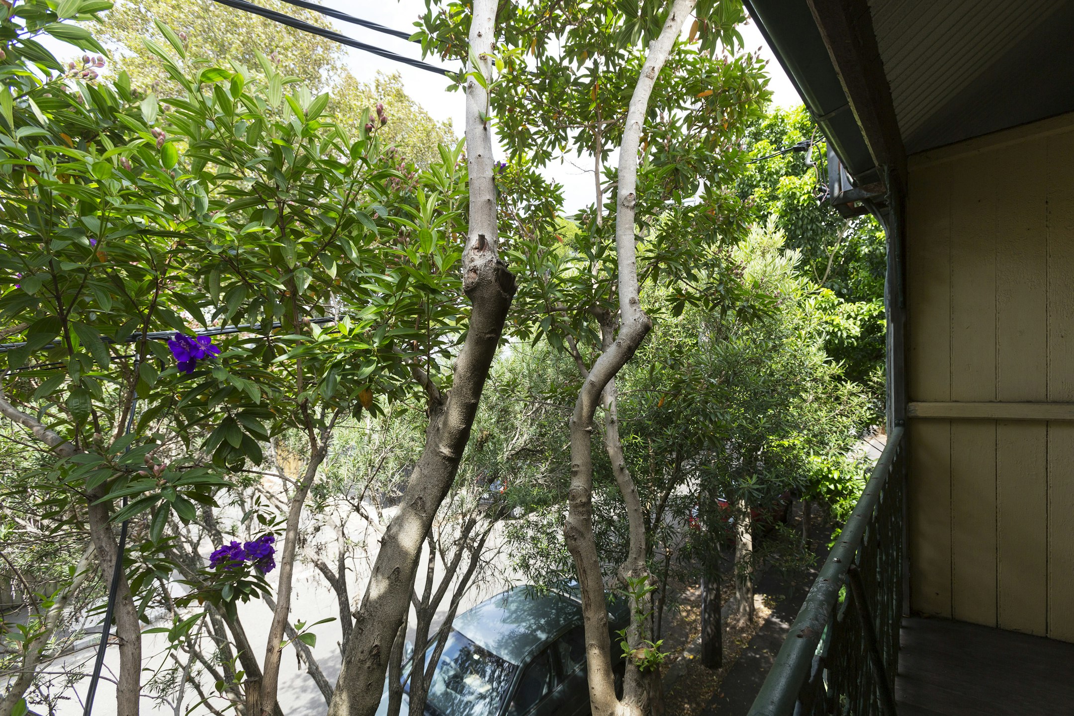 garden