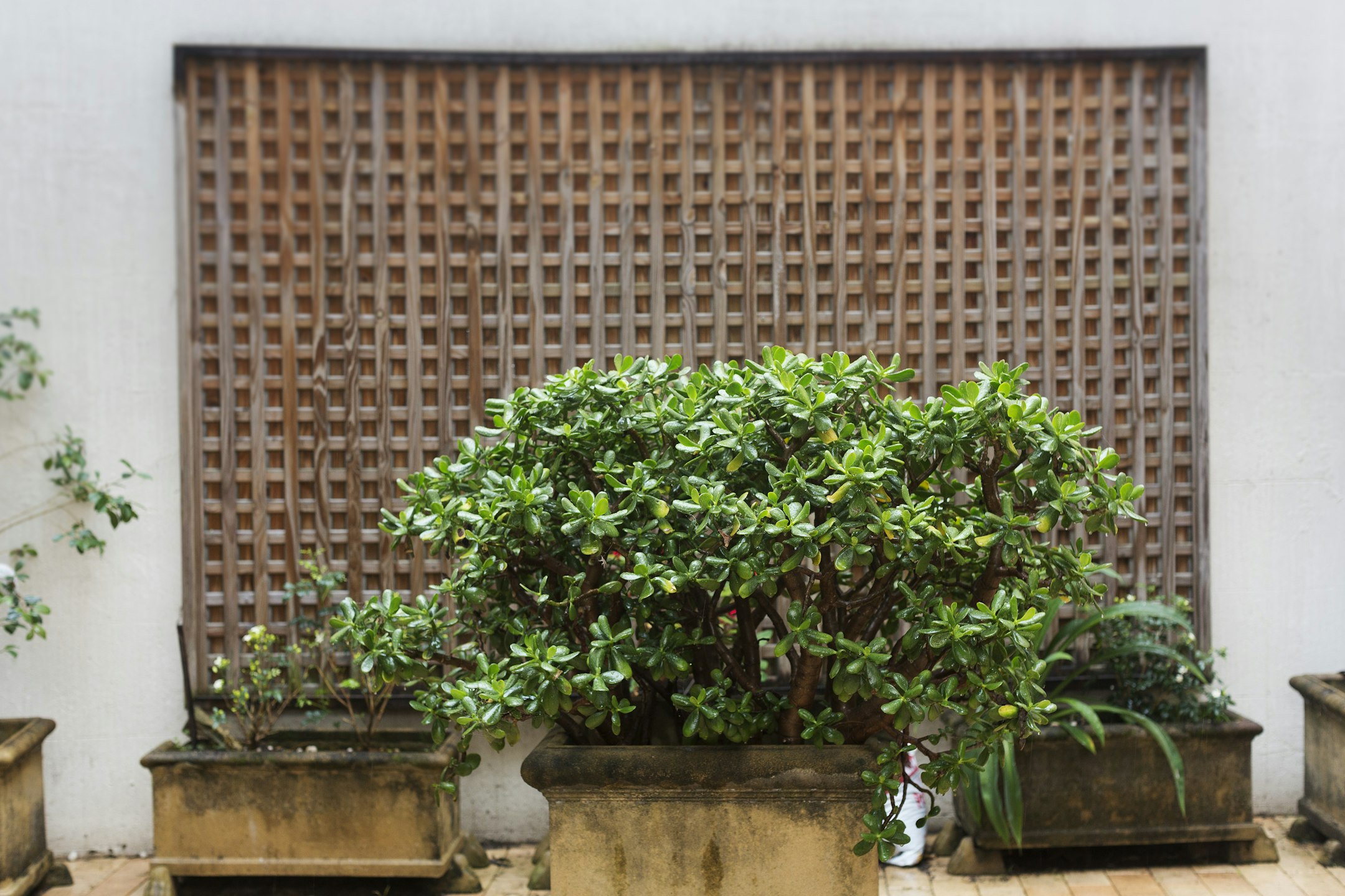 plant