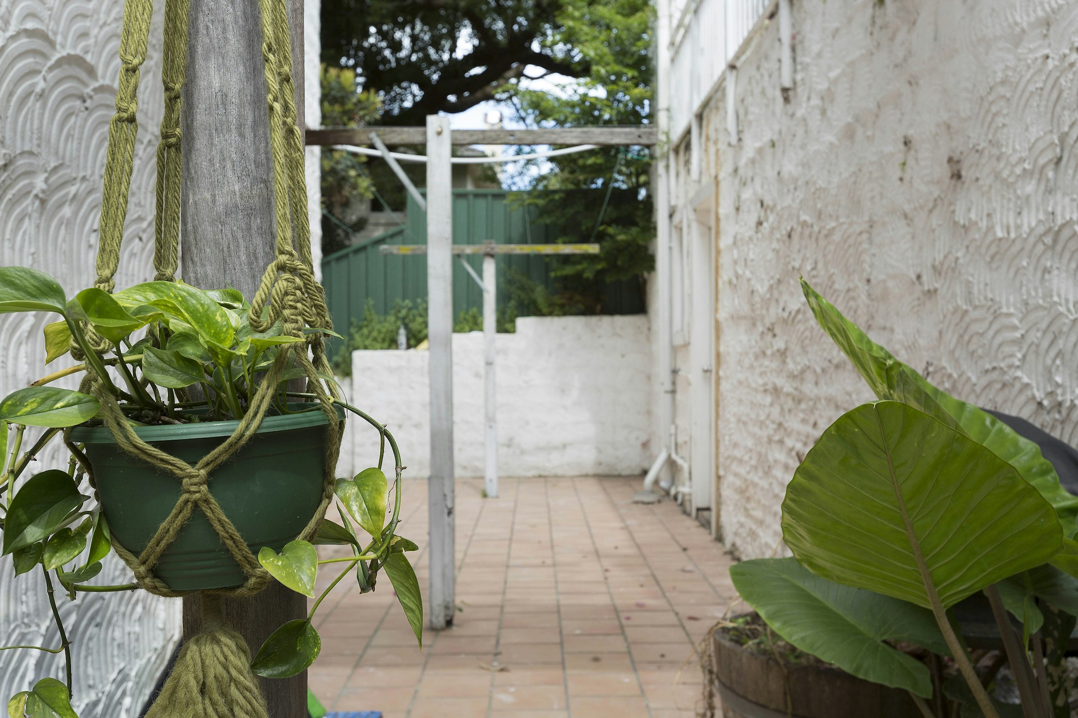 plant