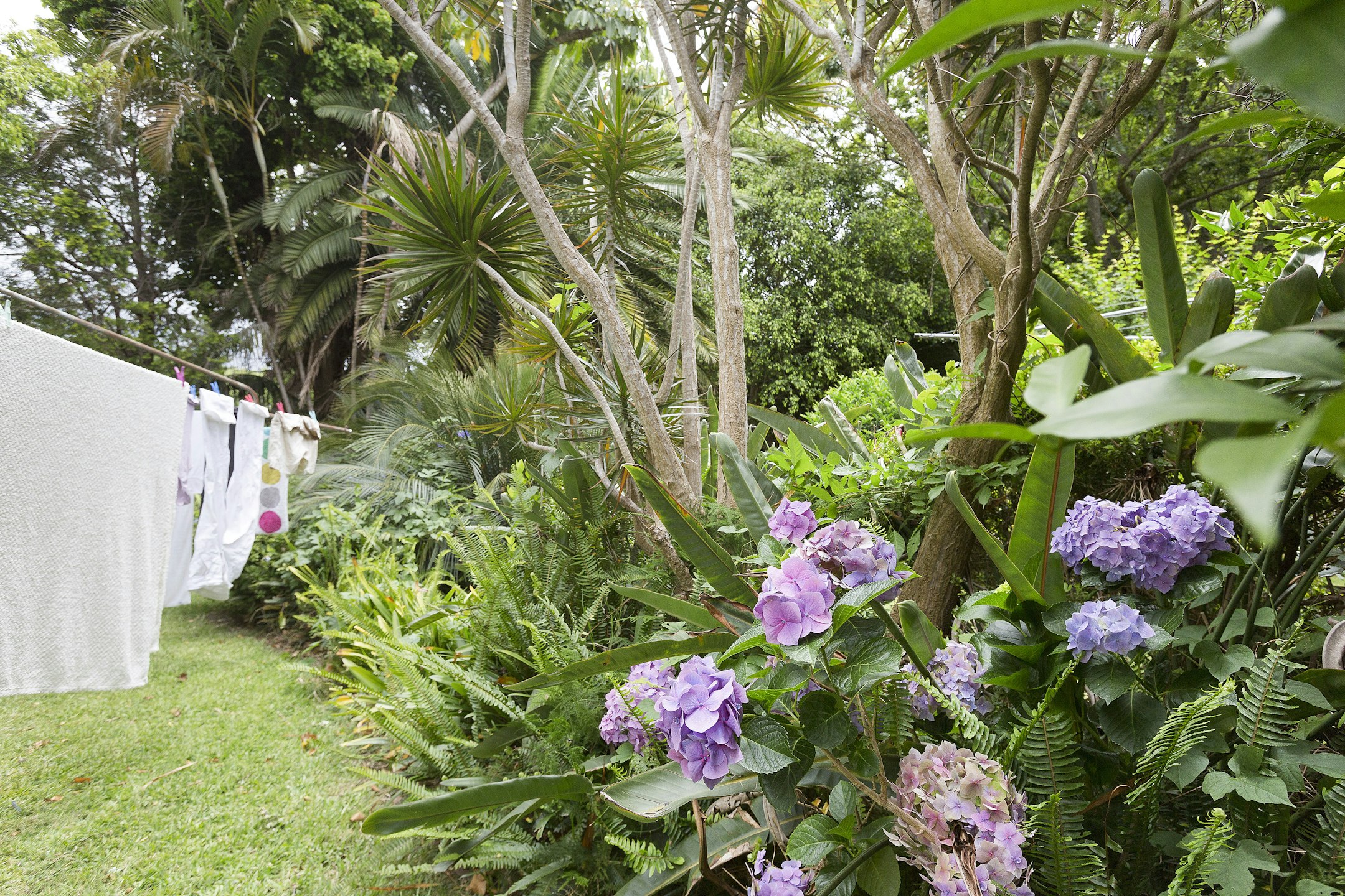 garden