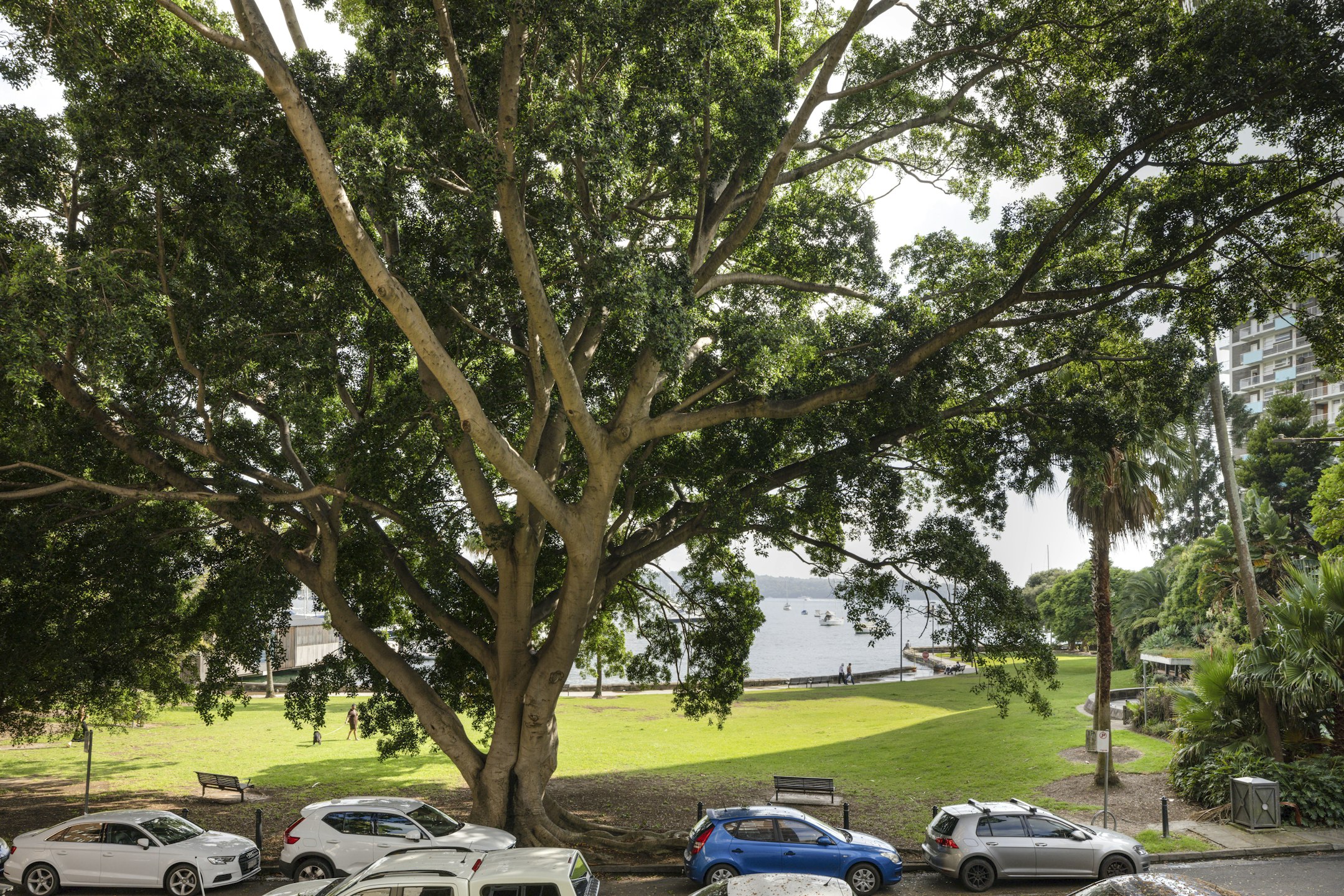 tree