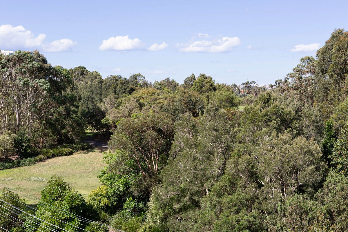 vegetation