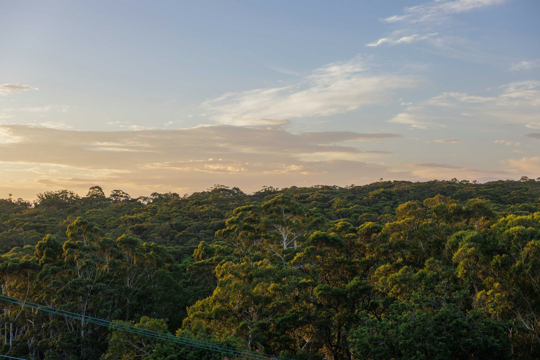 vegetation