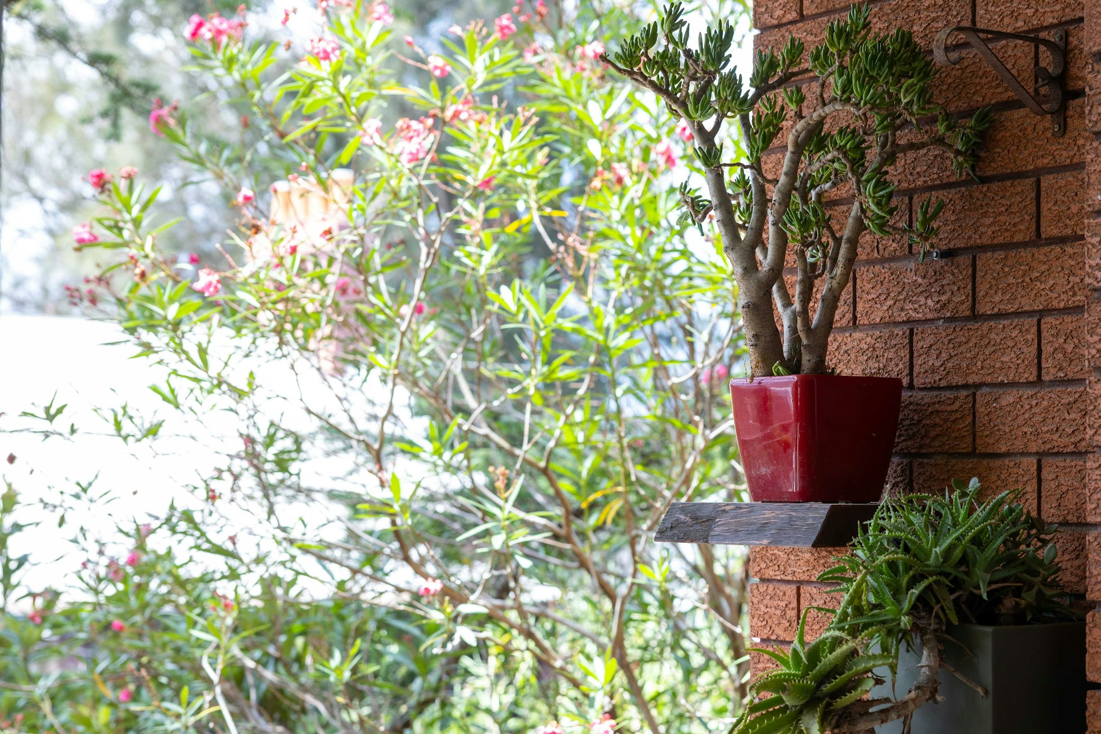 plant
