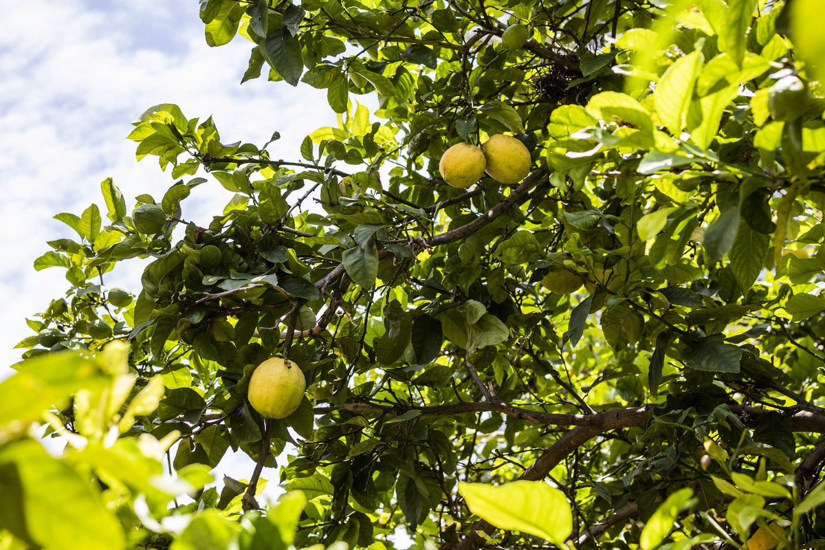 citrus fruit