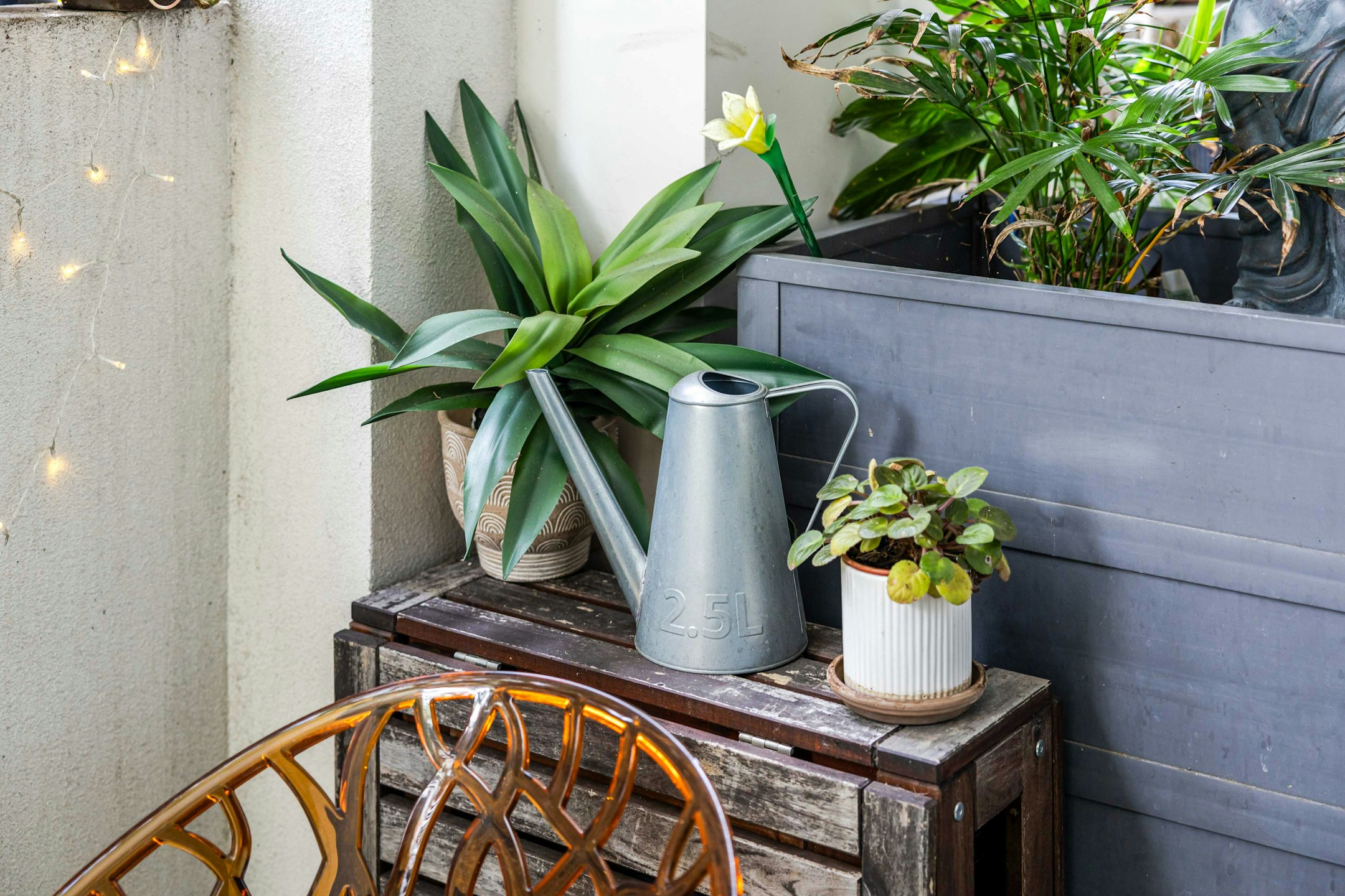 plant