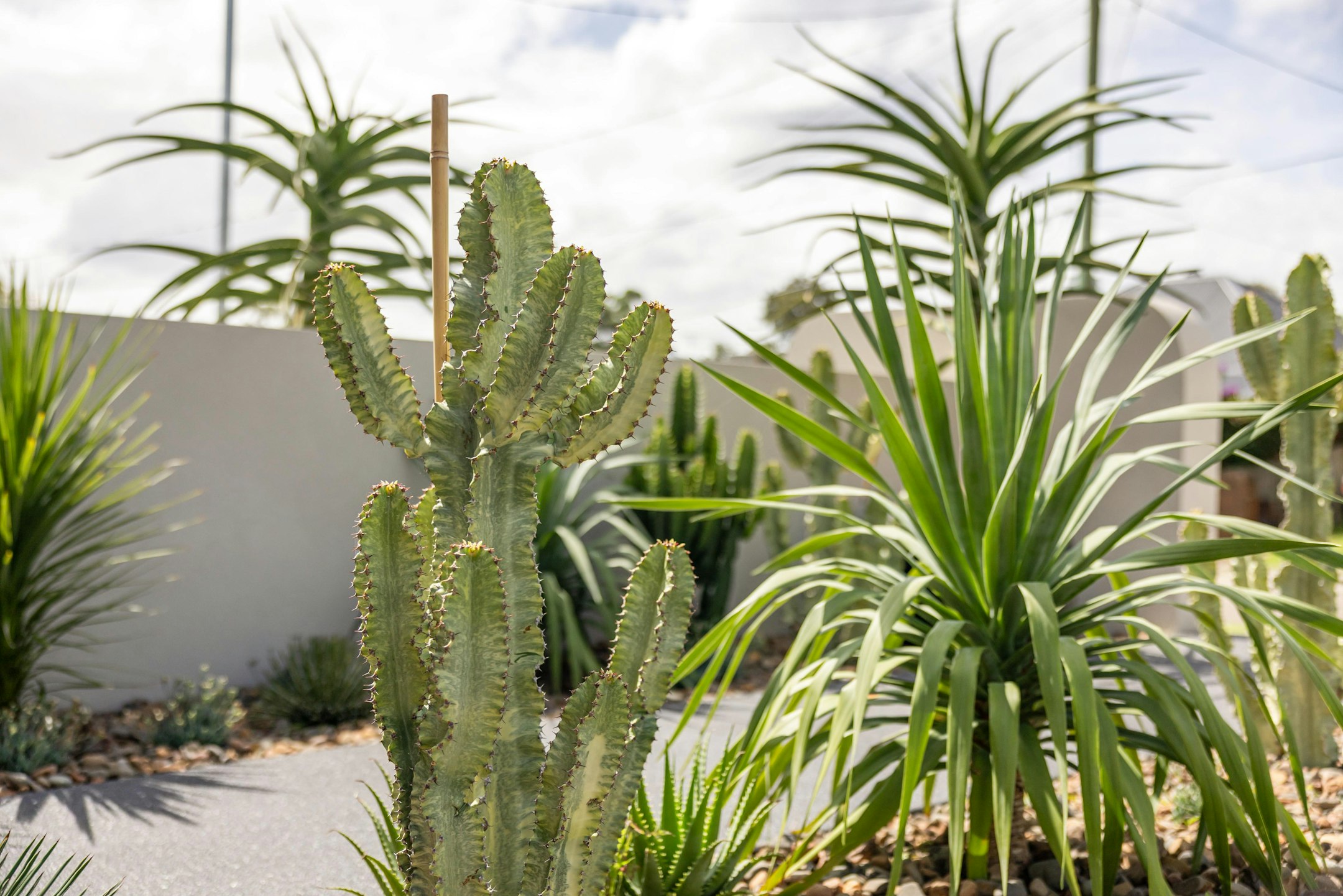 plant