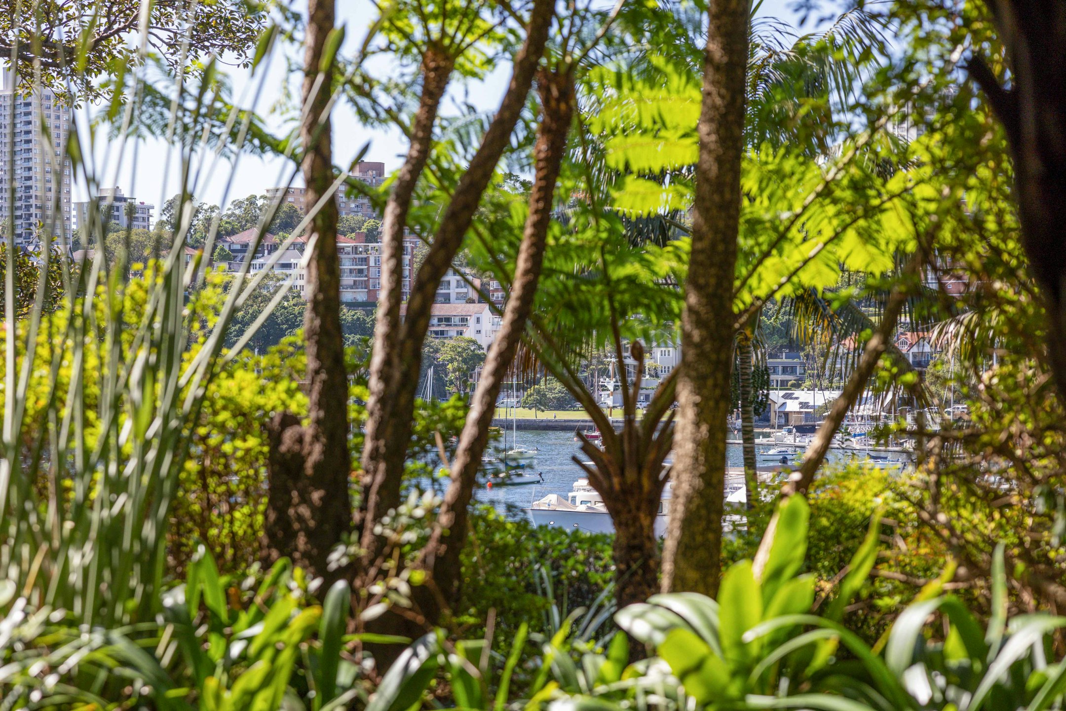 vegetation