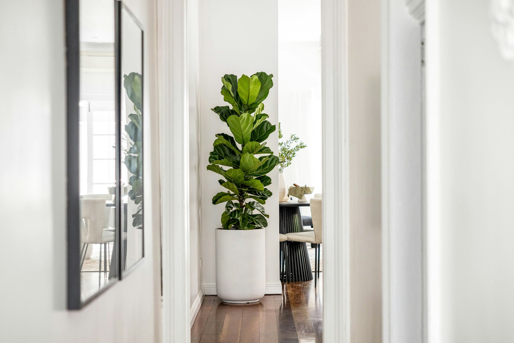 plant