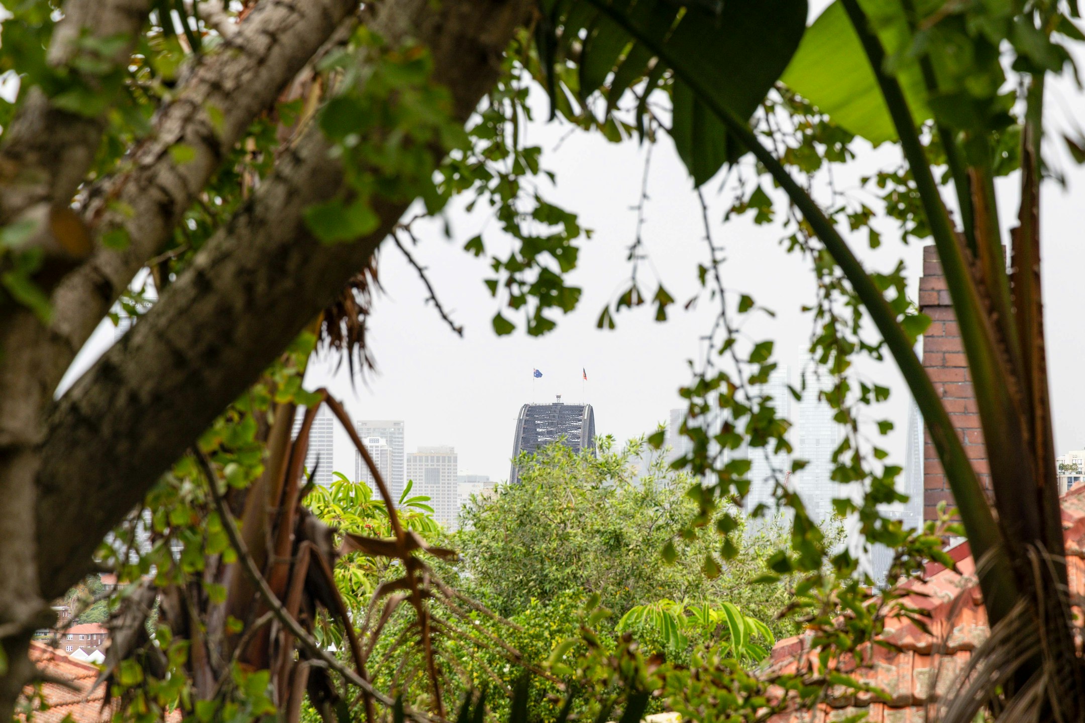 vegetation