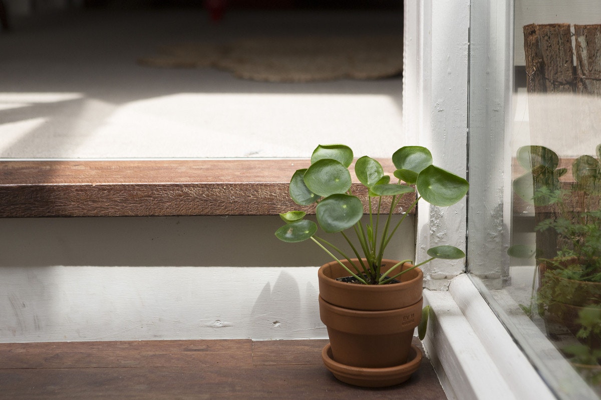 plant