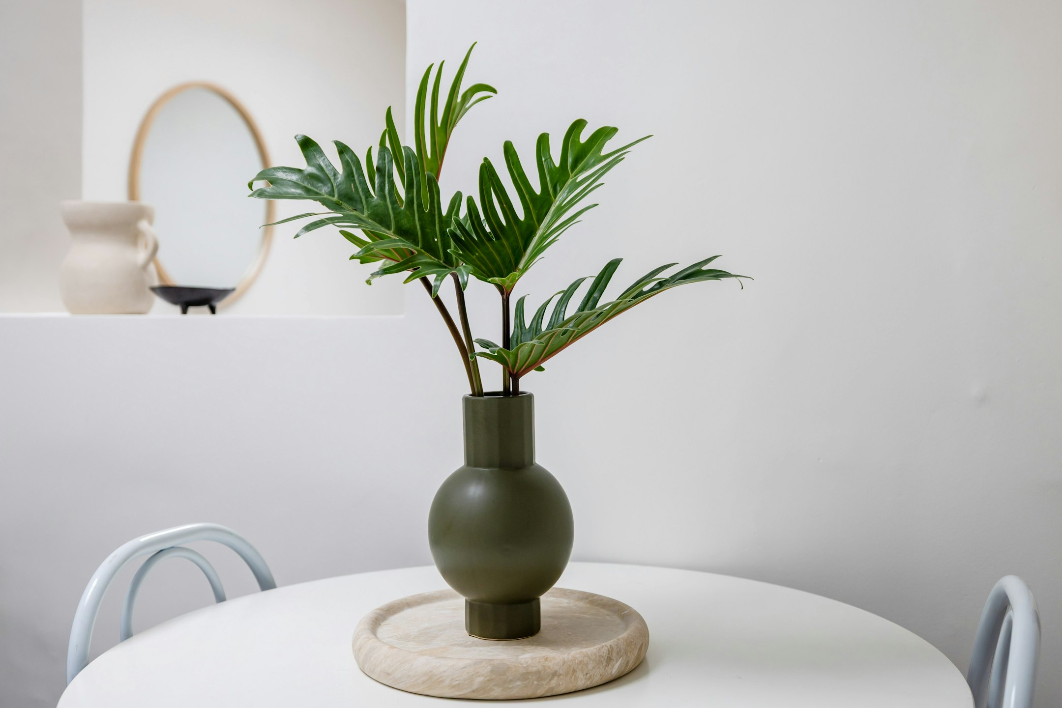 plant
