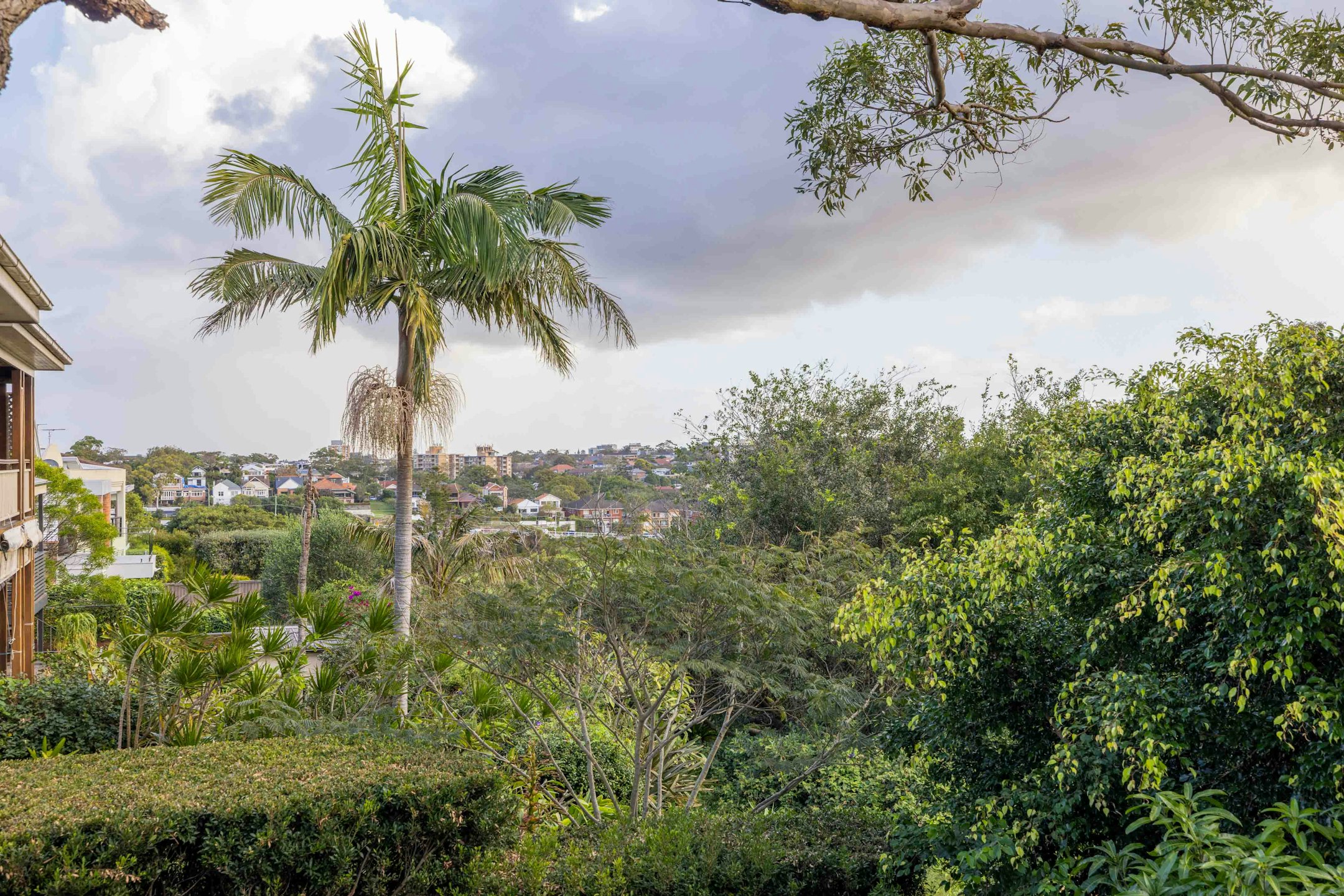vegetation