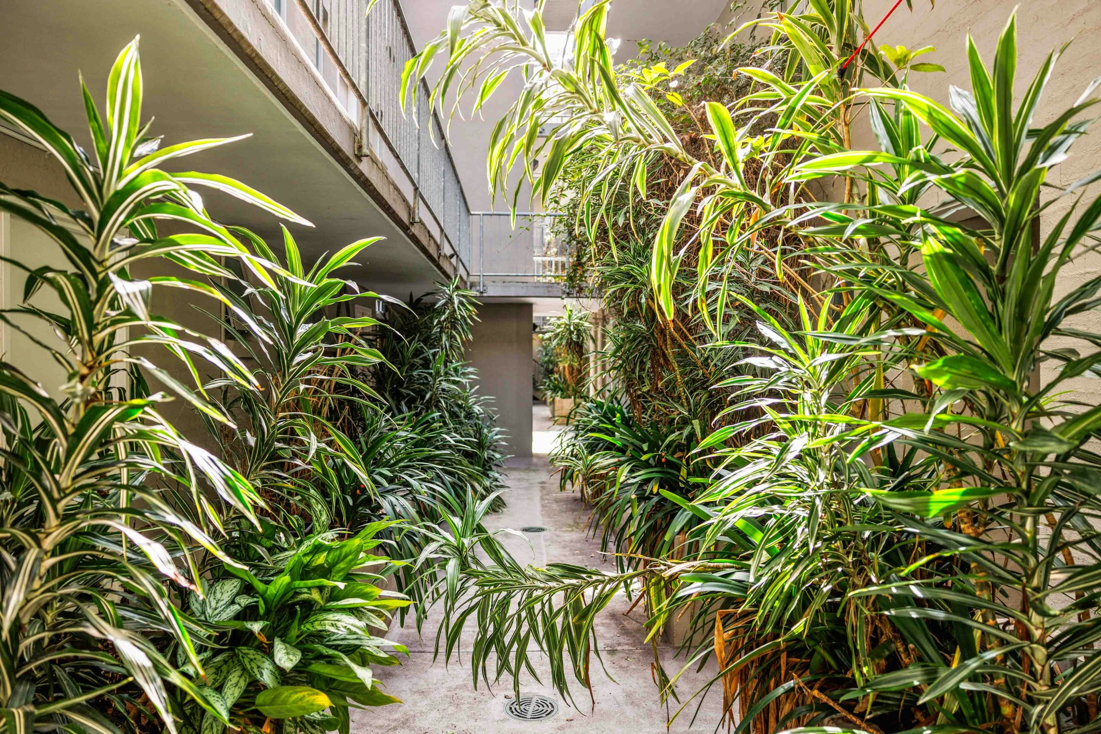 garden