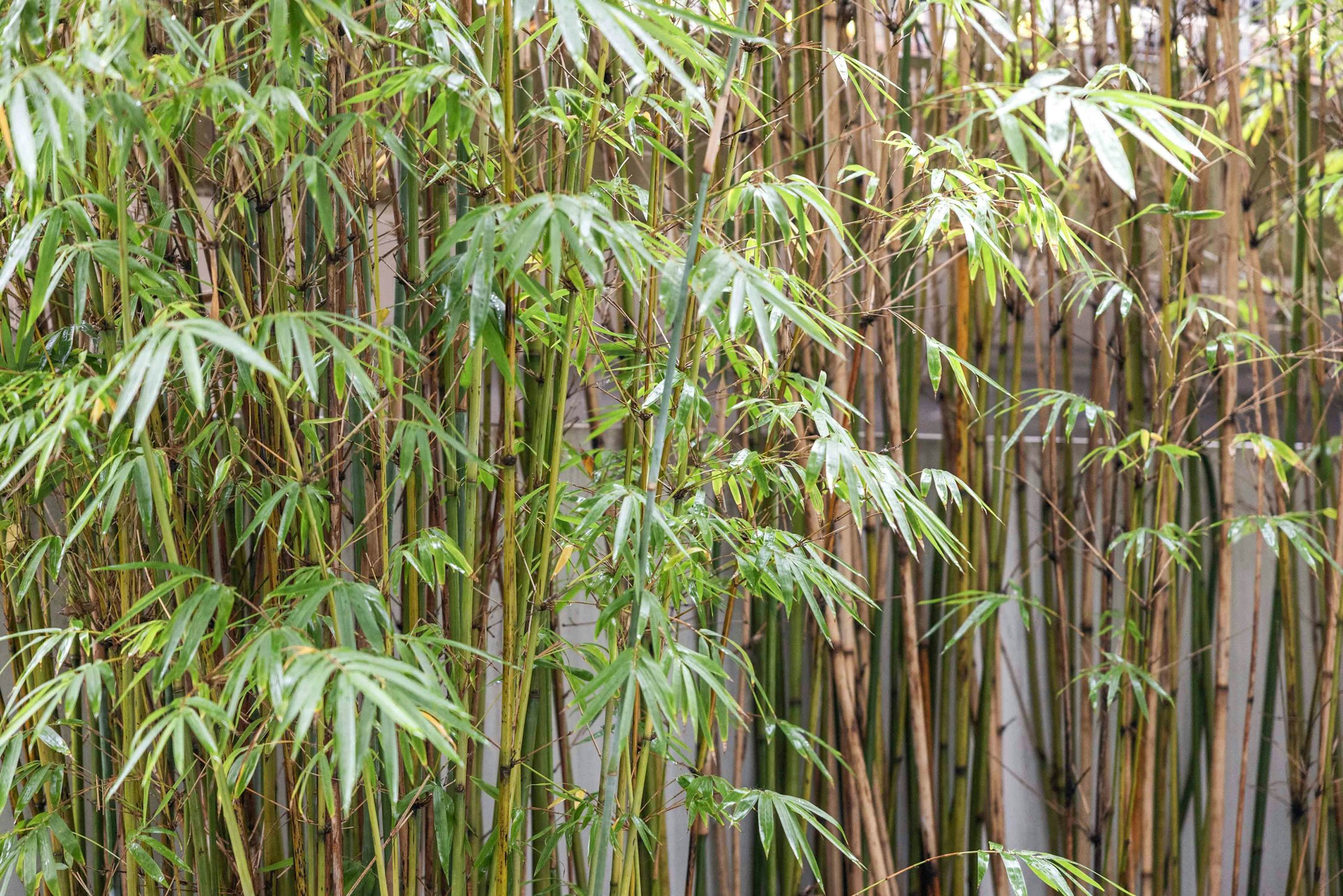 bamboo