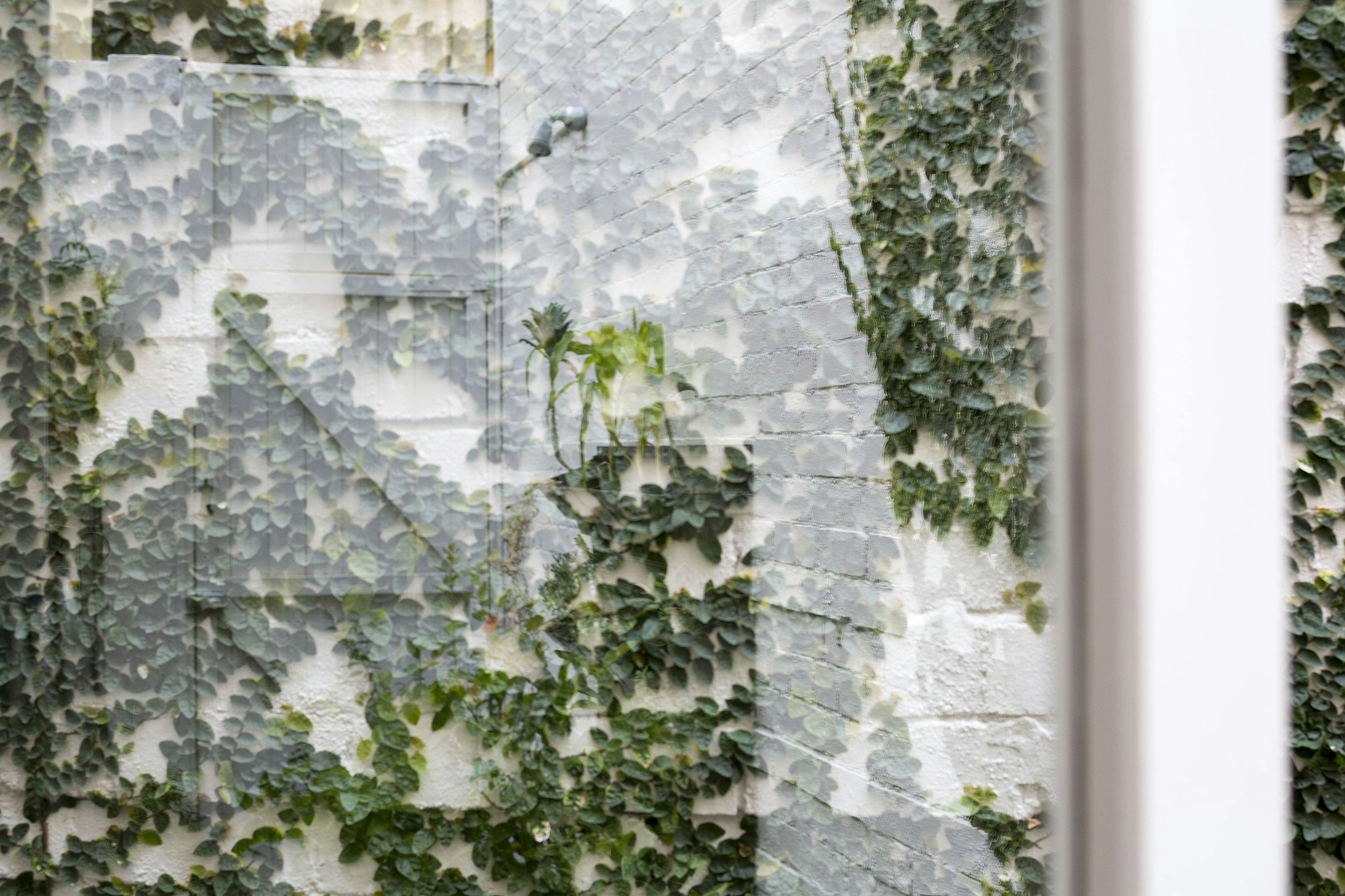 ivy