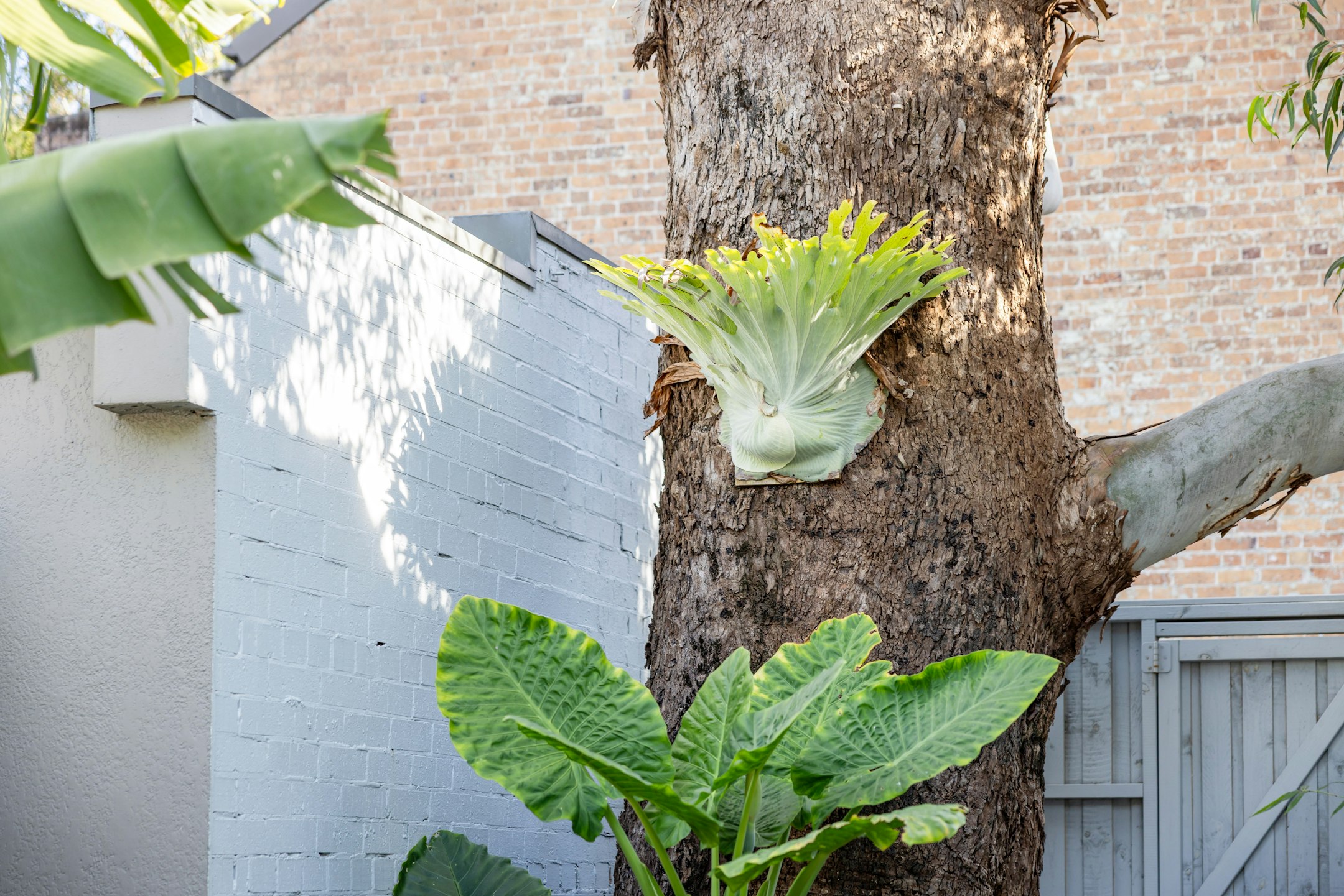 plant