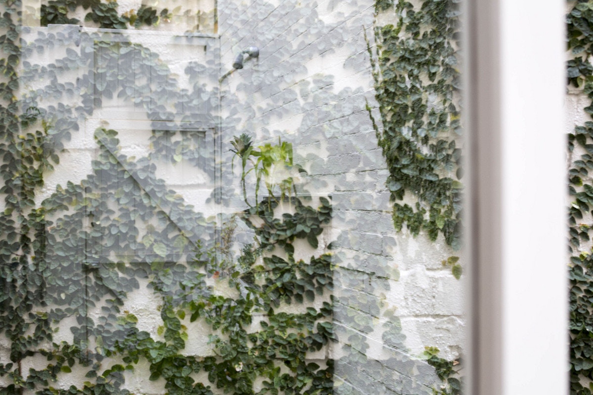 ivy