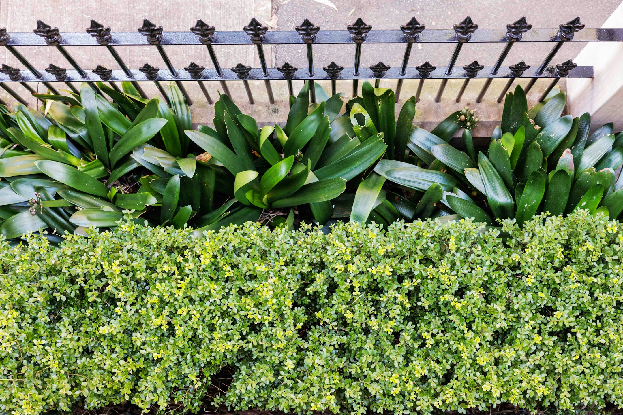 plant