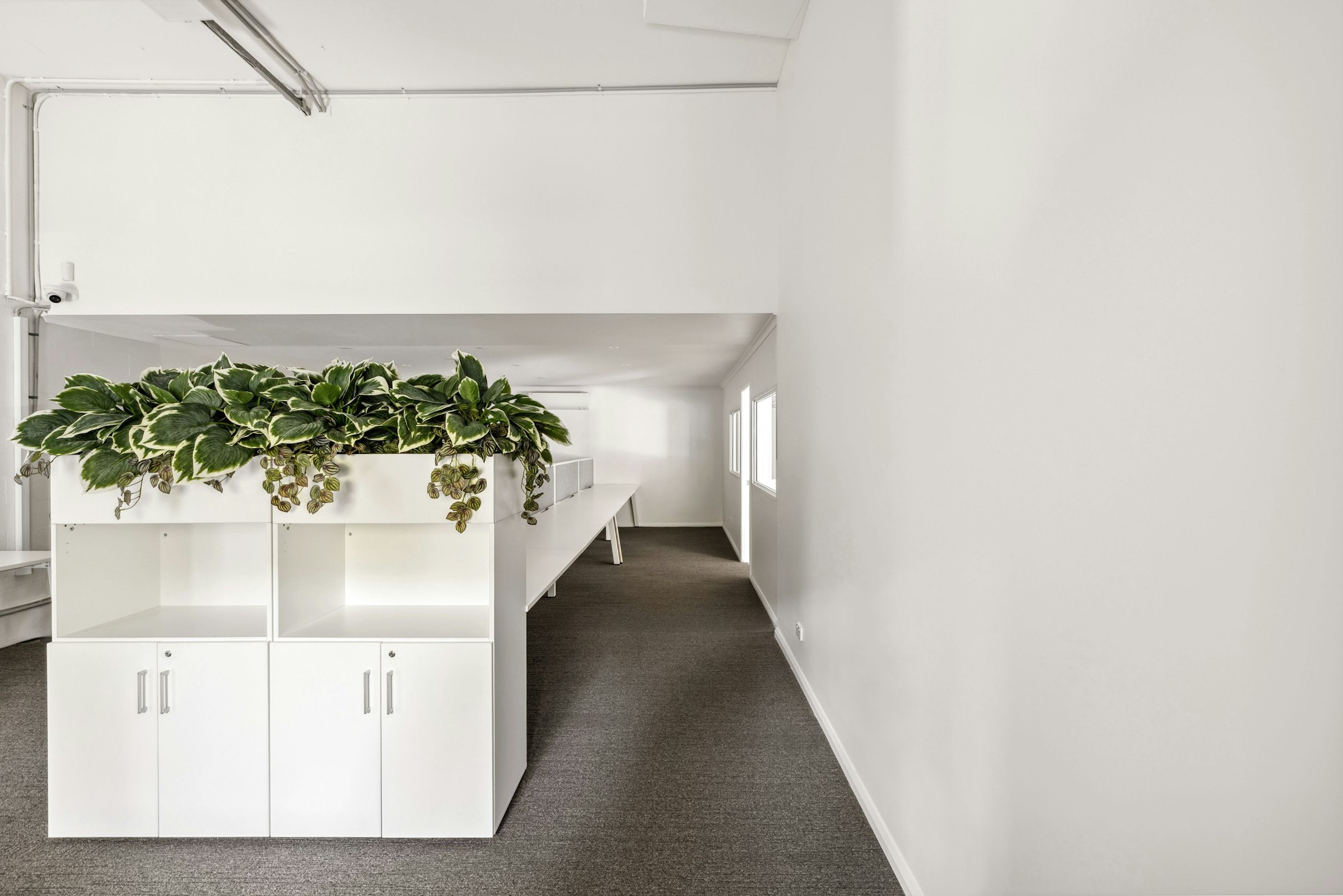 plant