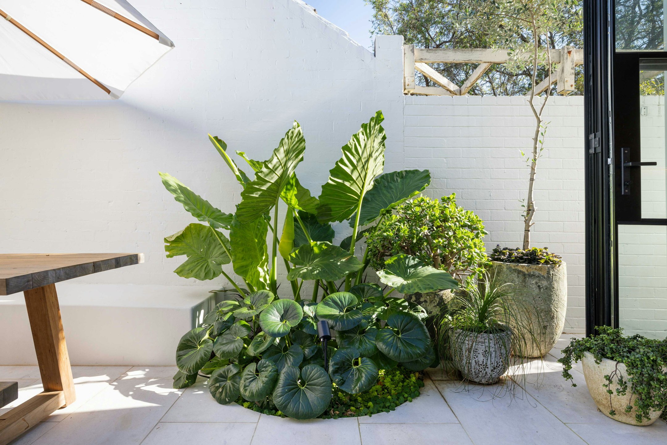plant