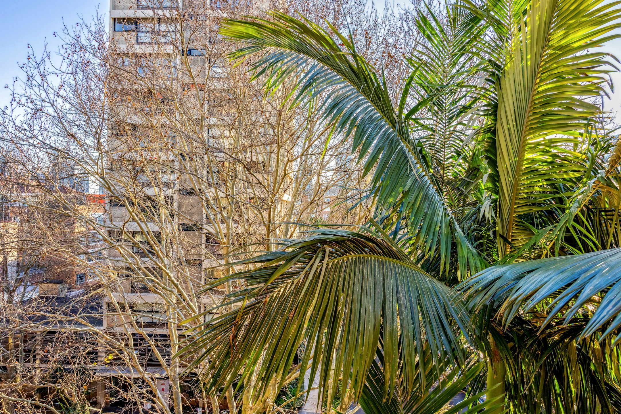 vegetation