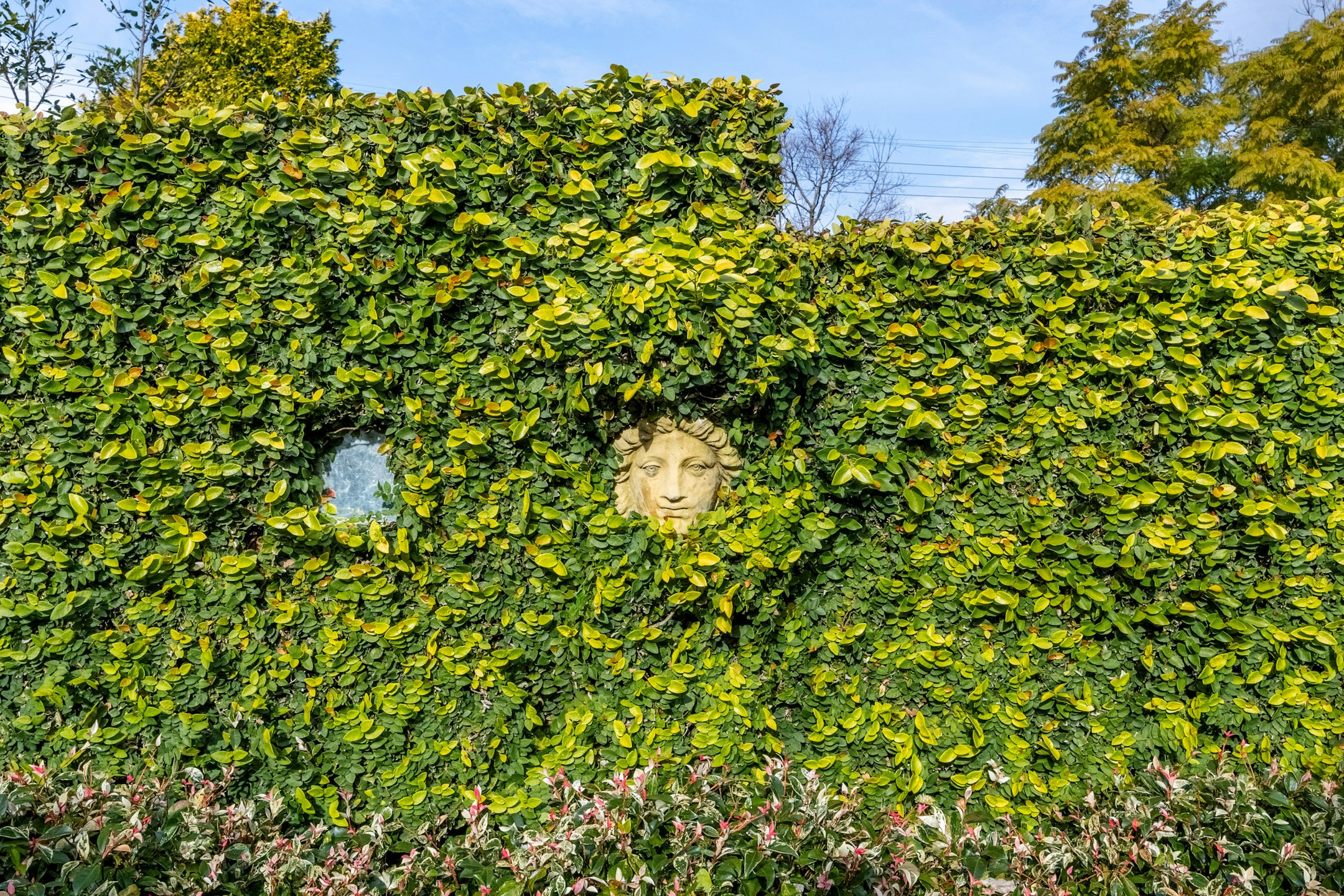 plant