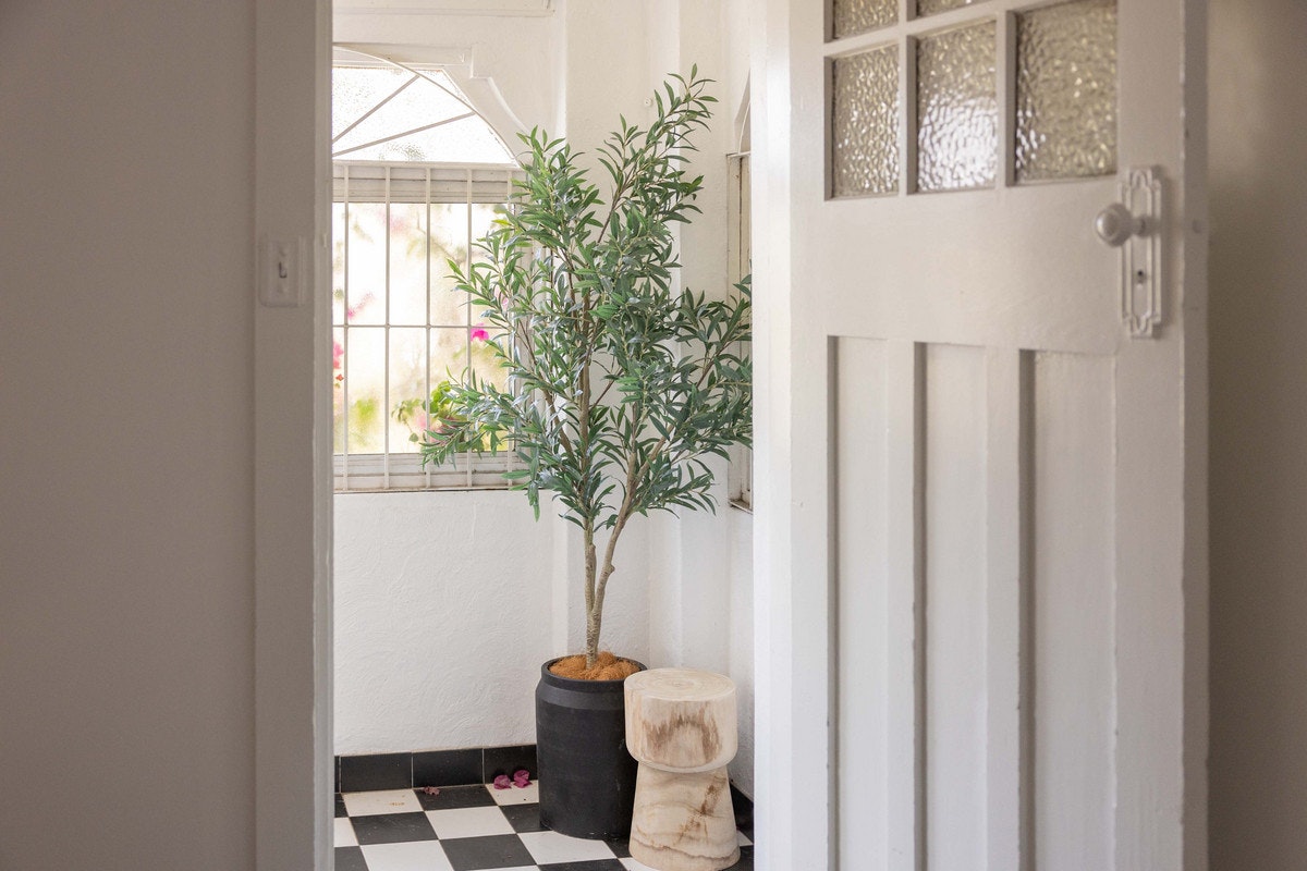 plant