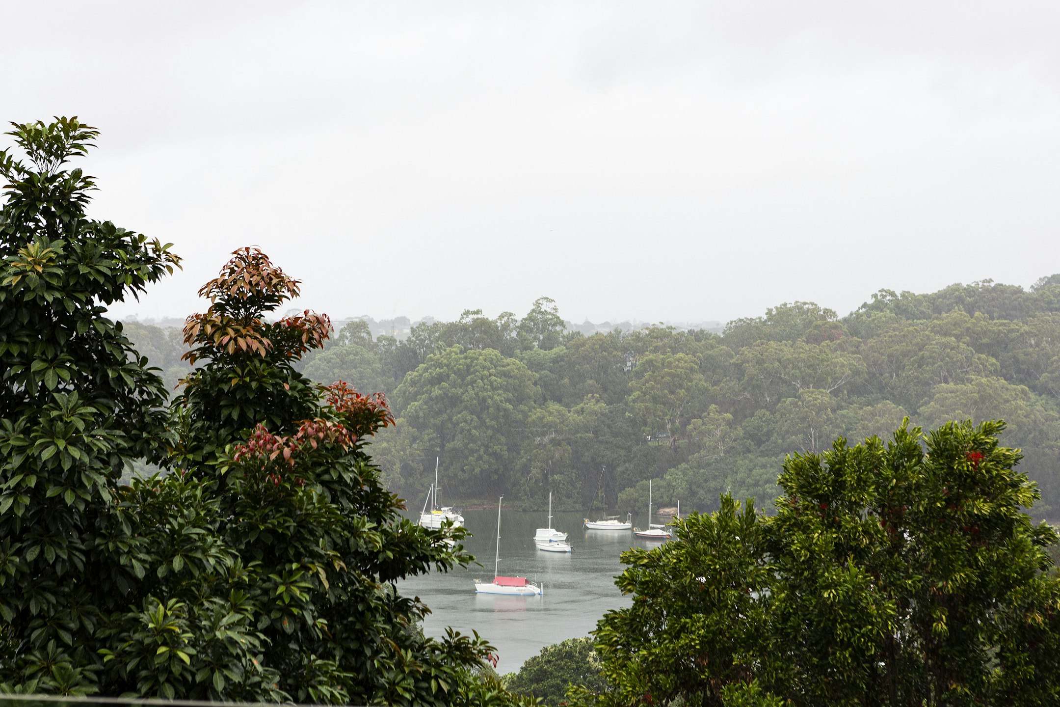 vegetation